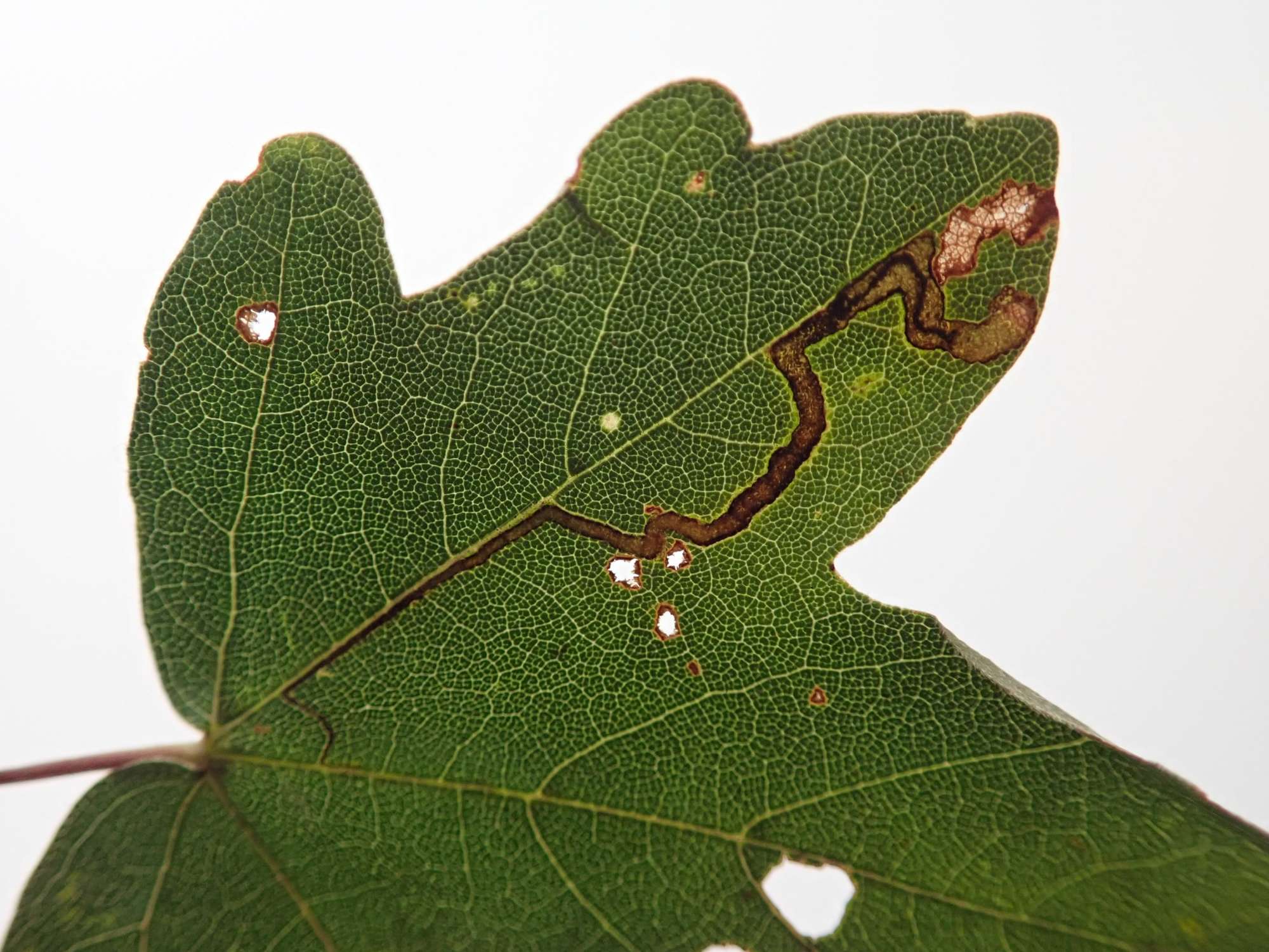 Scarce Maple Pigmy (Stigmella aceris) photographed in Somerset by Christopher Iles