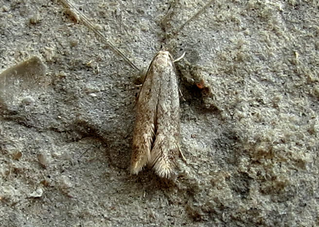 Little Dwarf (Elachista canapennella) photographed in Somerset by Steve Chapple