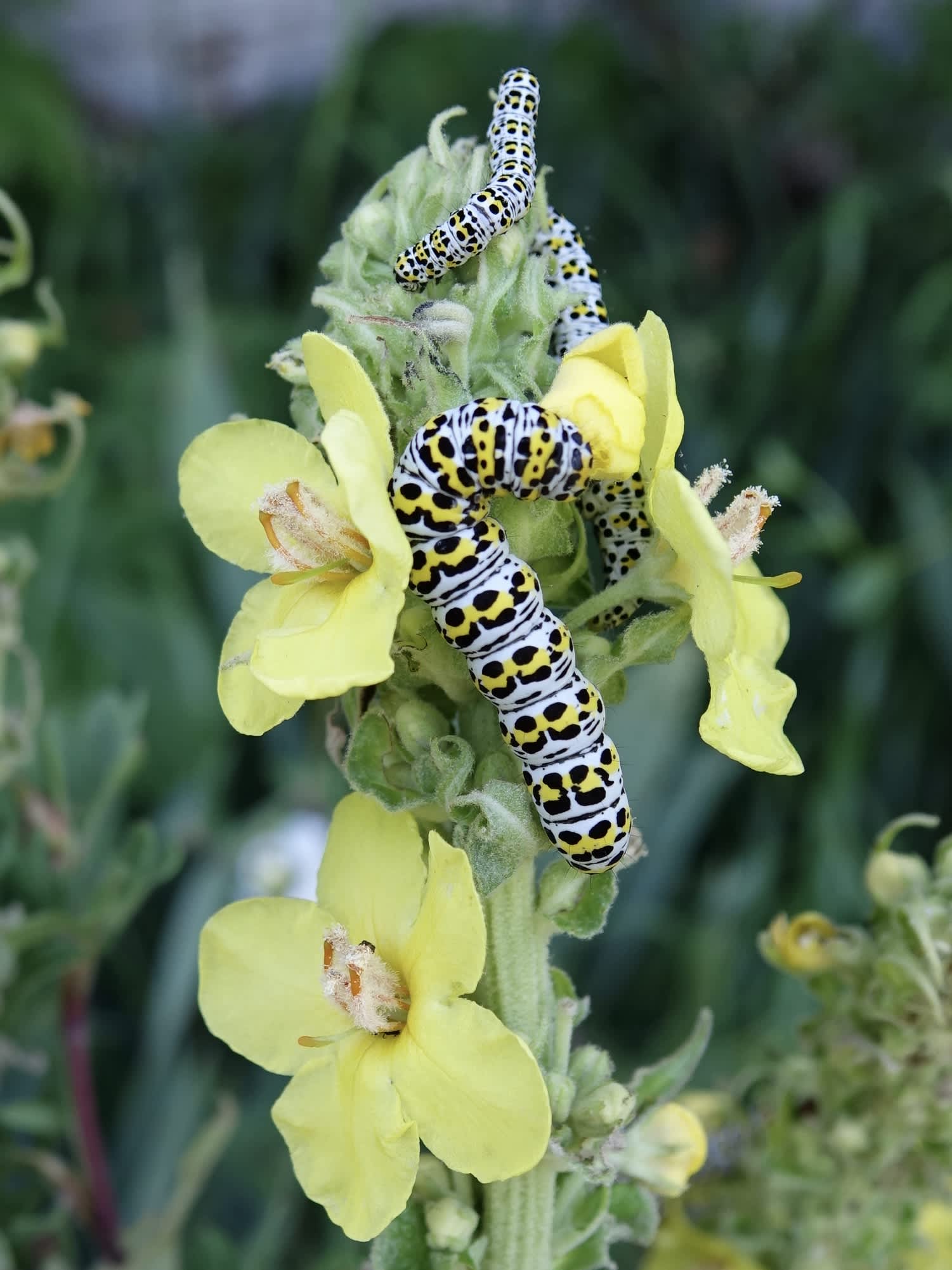 The Mullein (Cucullia verbasci) photographed in Somerset by Sue Davies