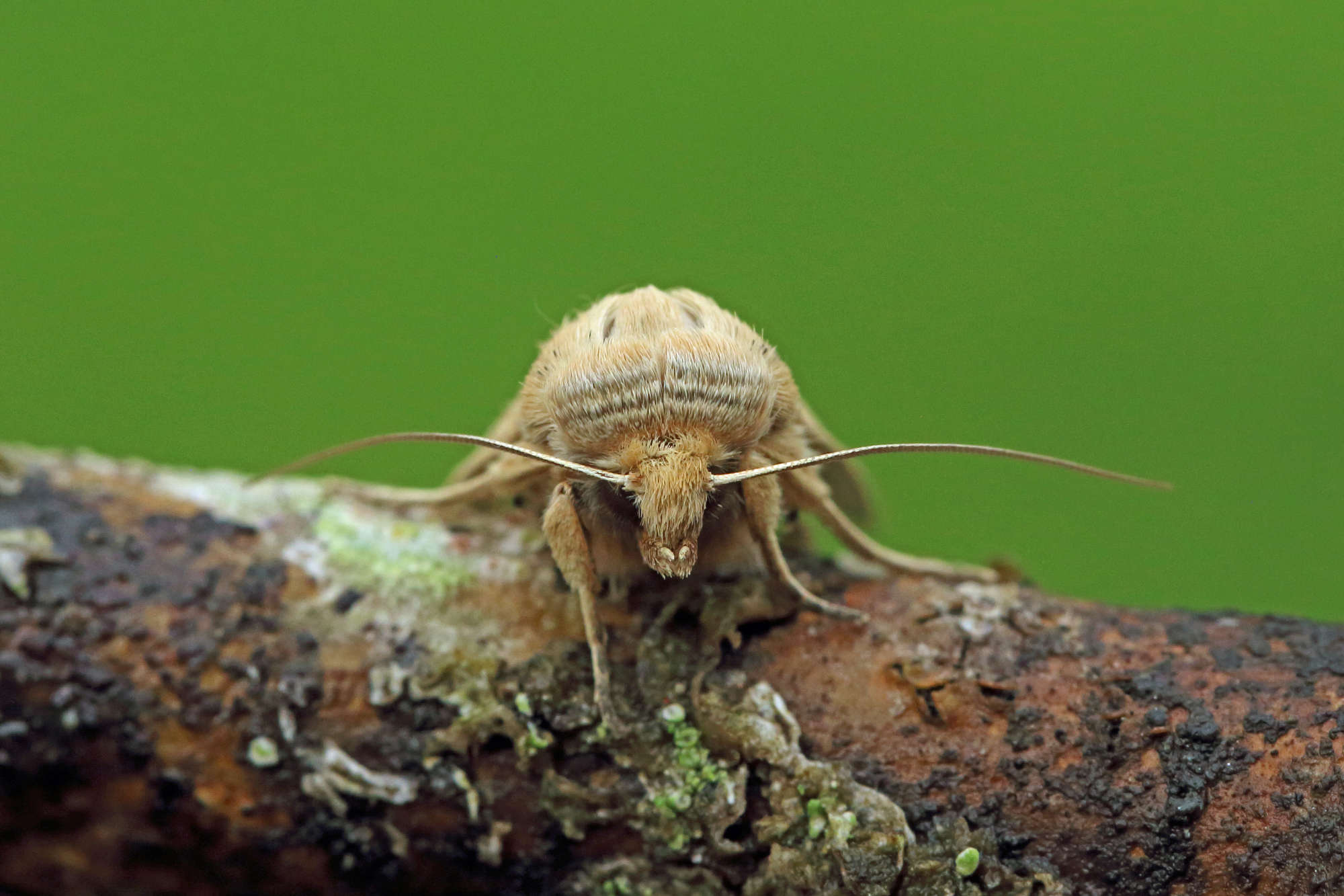 Southern Wainscot (Mythimna straminea) photographed in Somerset by Nigel Voaden