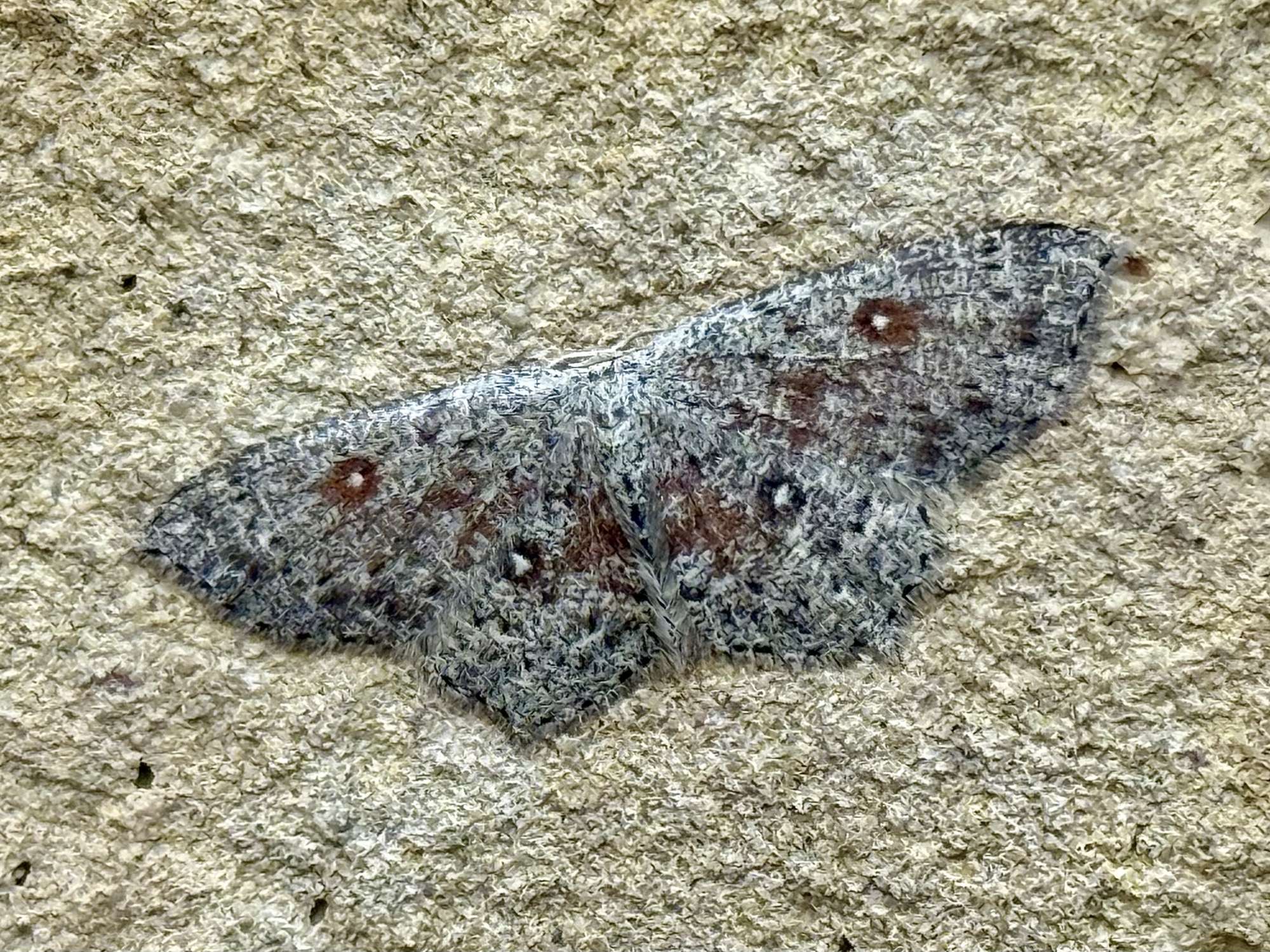Dingy Mocha (Cyclophora pendularia) photographed in Somerset by Sue Davies
