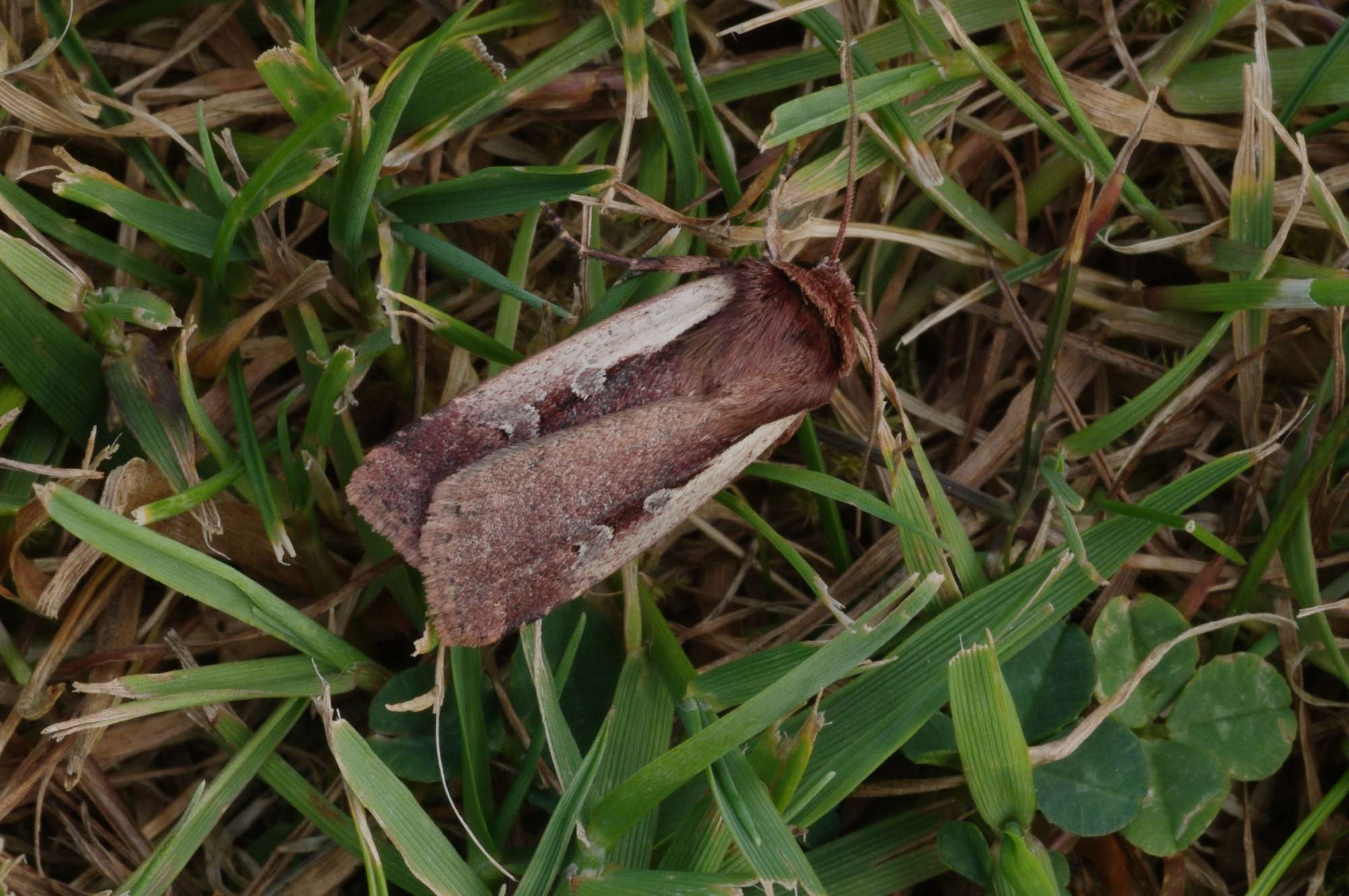 Flame Shoulder (Ochropleura plecta) photographed in Somerset by John Connolly