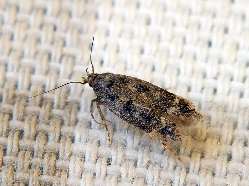 Dark Neb (Bryotropha affinis) photographed in Somerset by John Bebbington