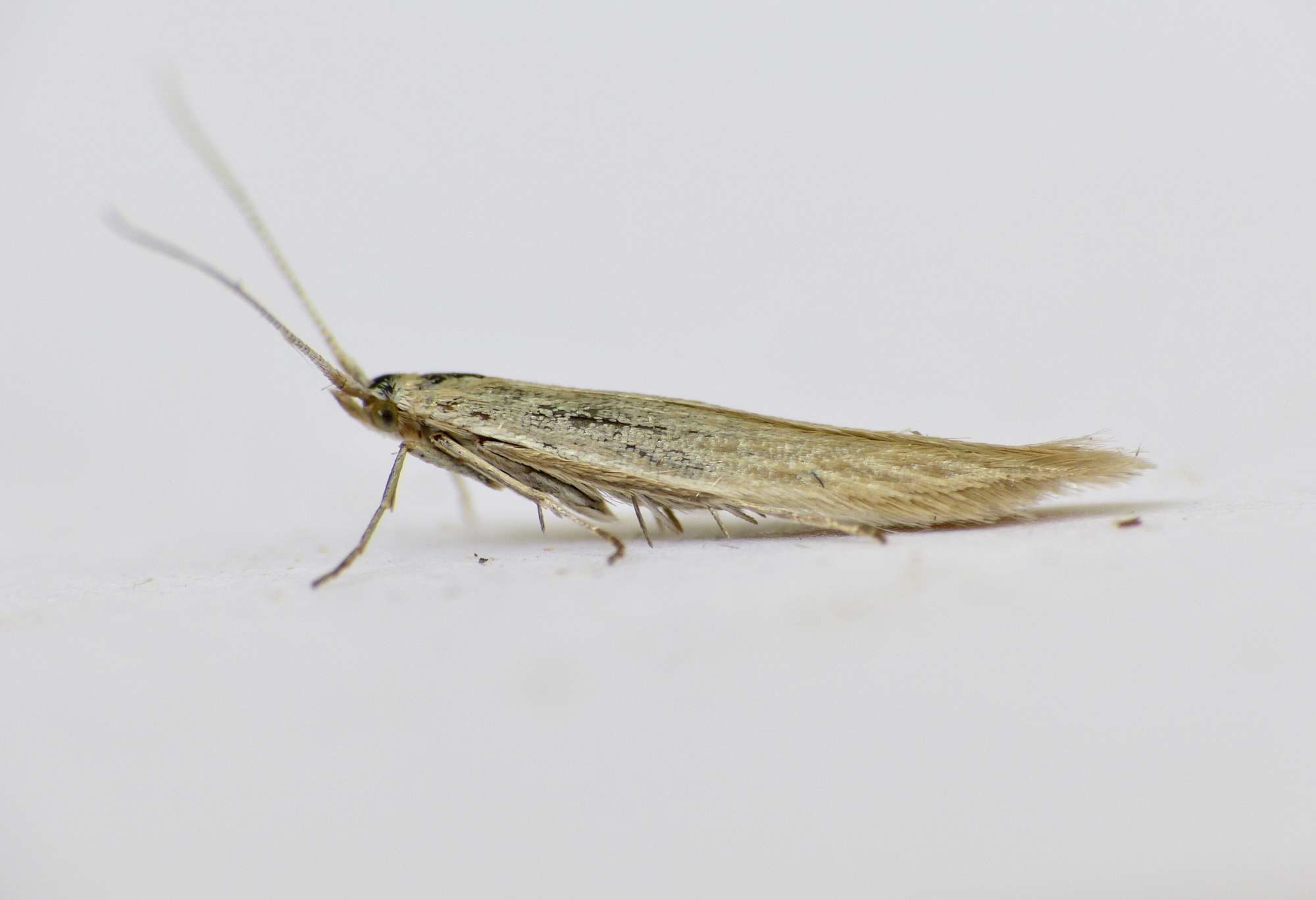 Buff Rush Case-bearer (Coleophora caespititiella) photographed in Somerset by Paul Wilkins