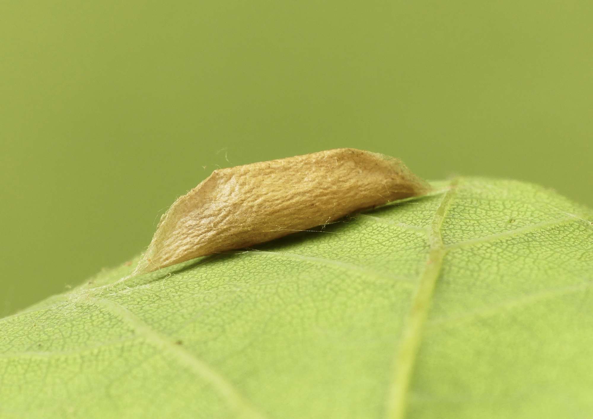 Variable Smudge (Ypsolopha ustella) photographed in Somerset by Paul Wilkins