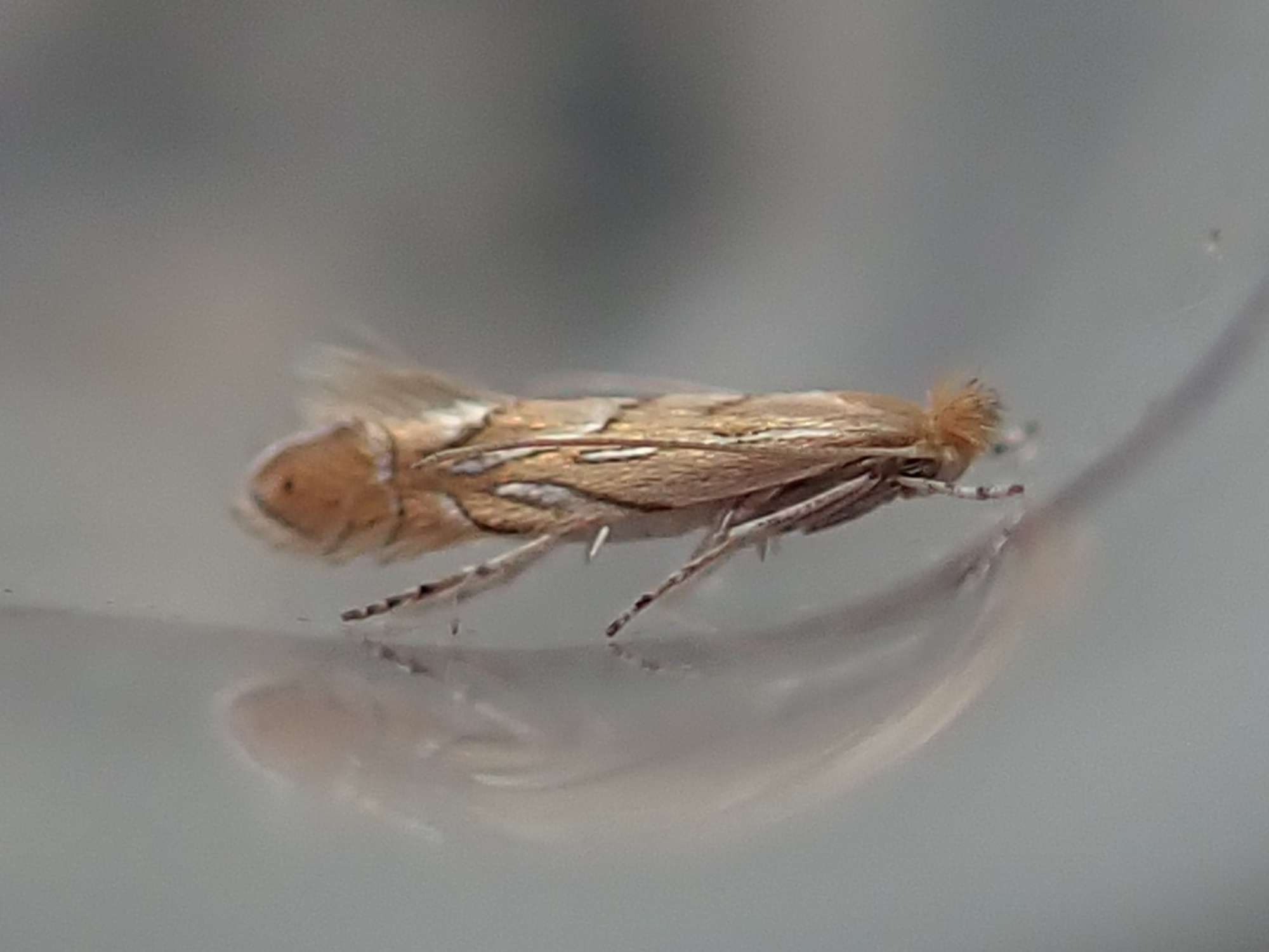 Garden Midget (Phyllonorycter messaniella) photographed in Somerset by Christopher Iles