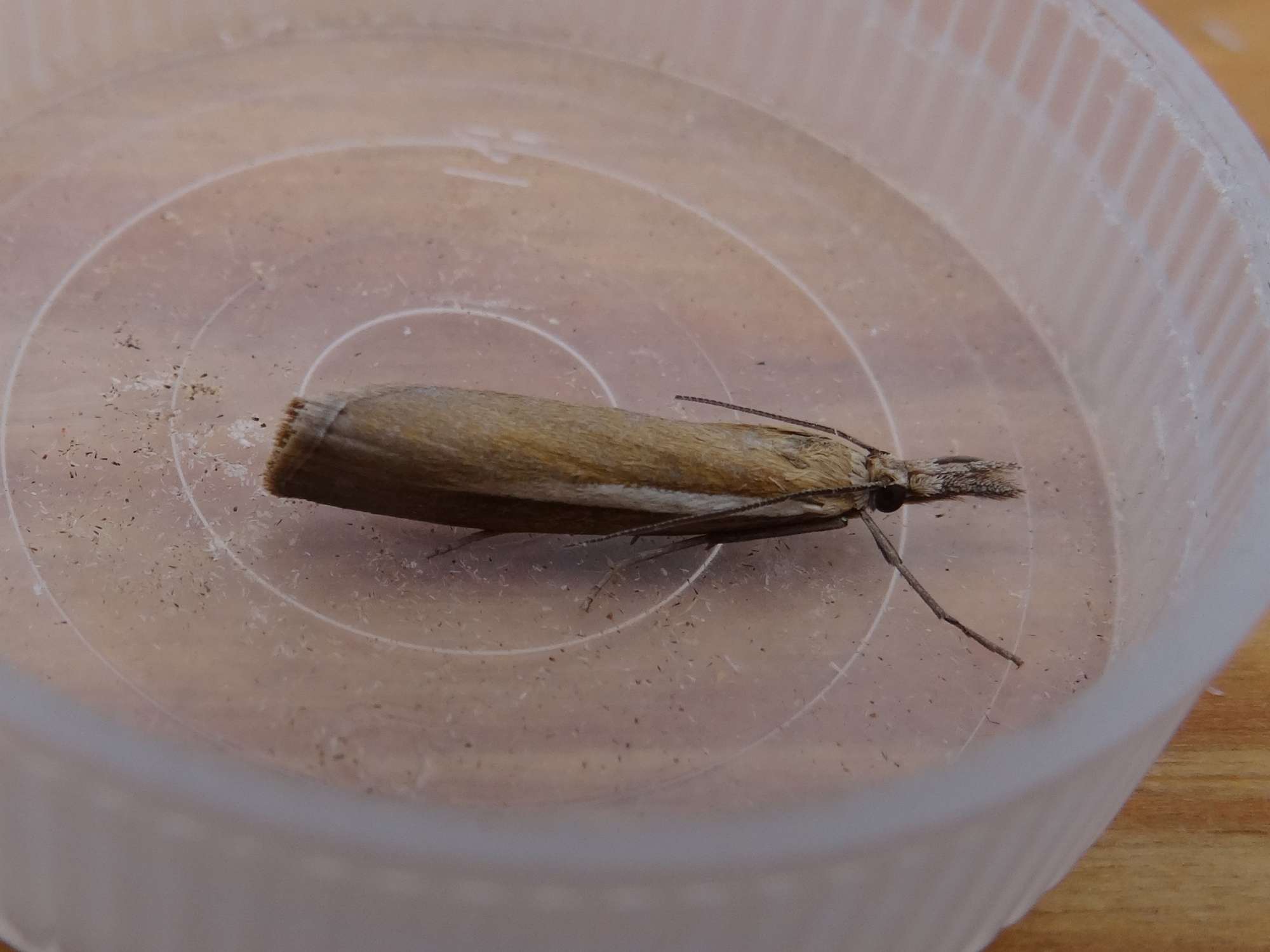 Pale-streak Grass-veneer (Agriphila selasella) photographed in Somerset by Christopher Iles