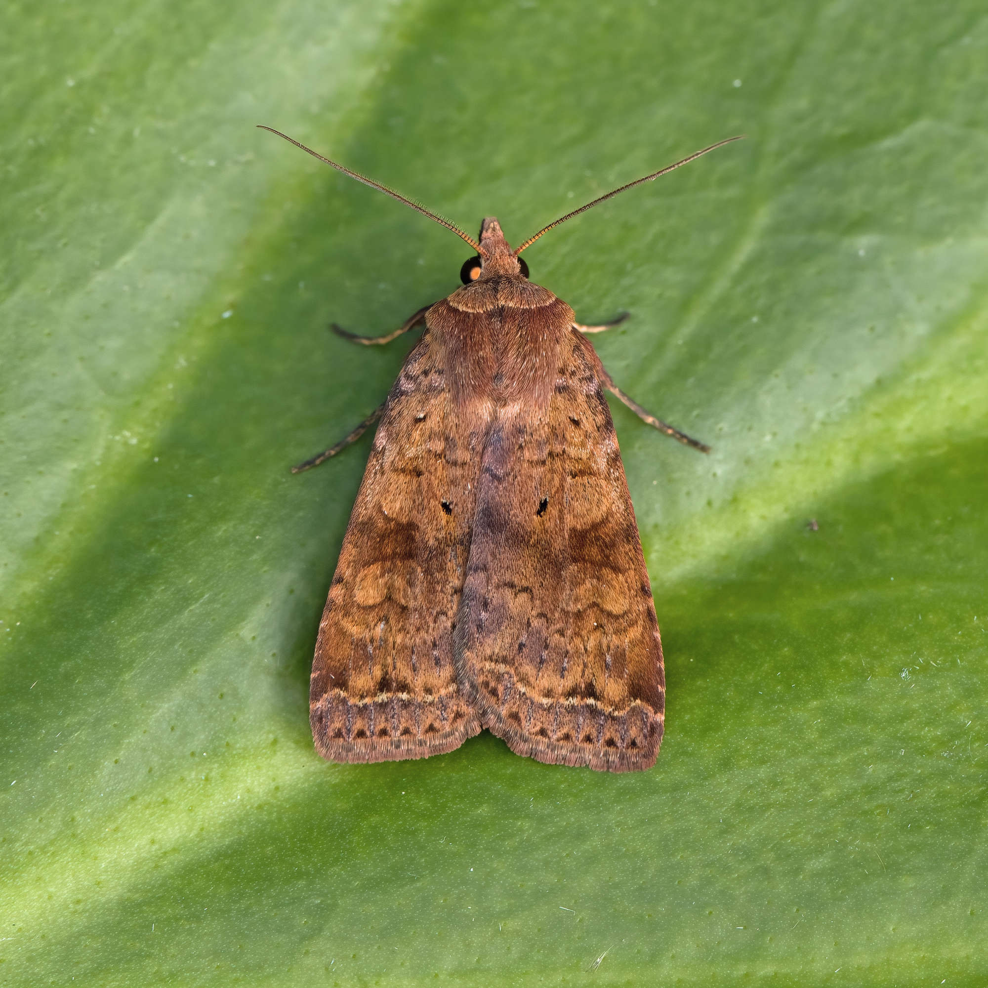 Barred Chestnut (Diarsia dahlii) photographed in Somerset by Nigel Voaden