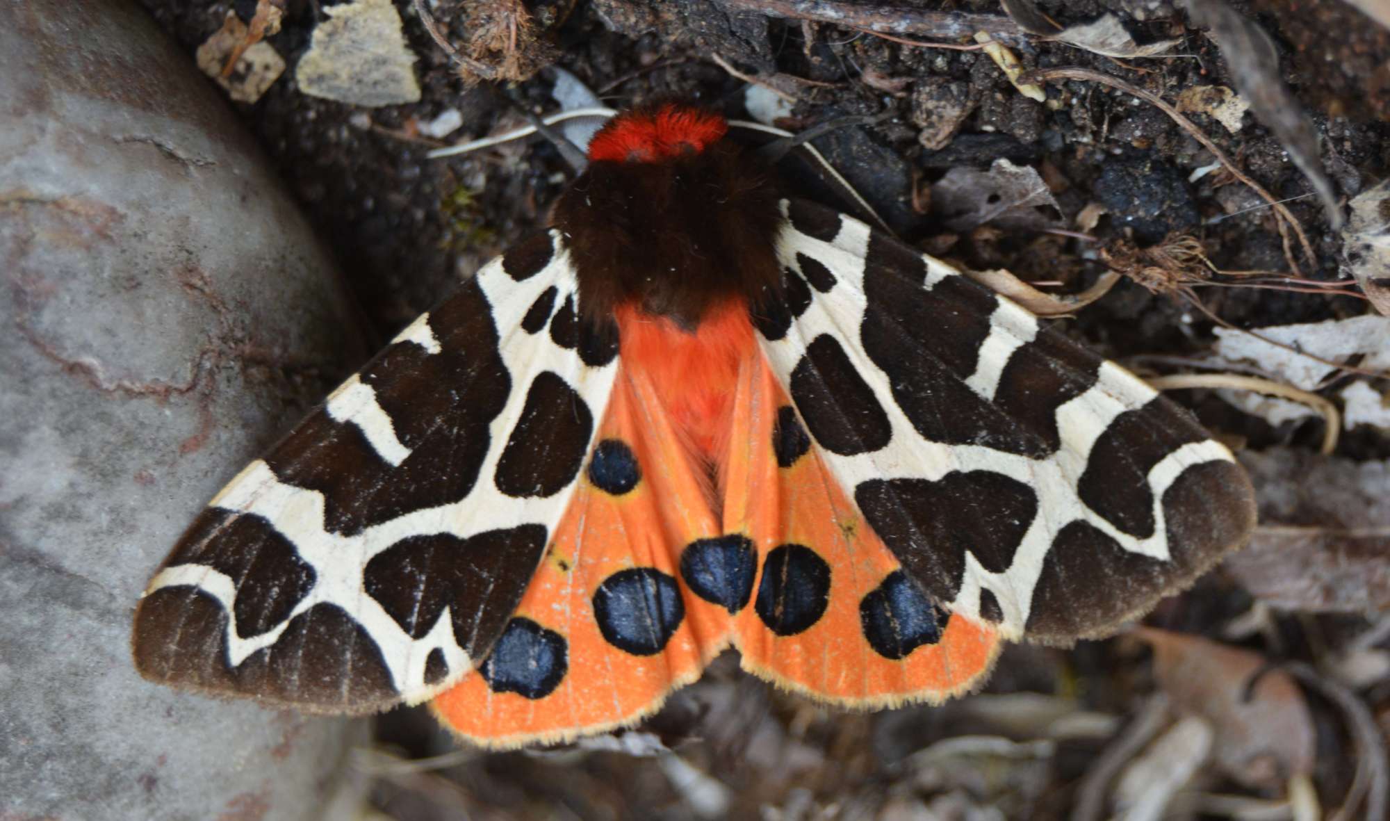 Garden Tiger (Arctia caja) photographed in Somerset by Jenny Vickers