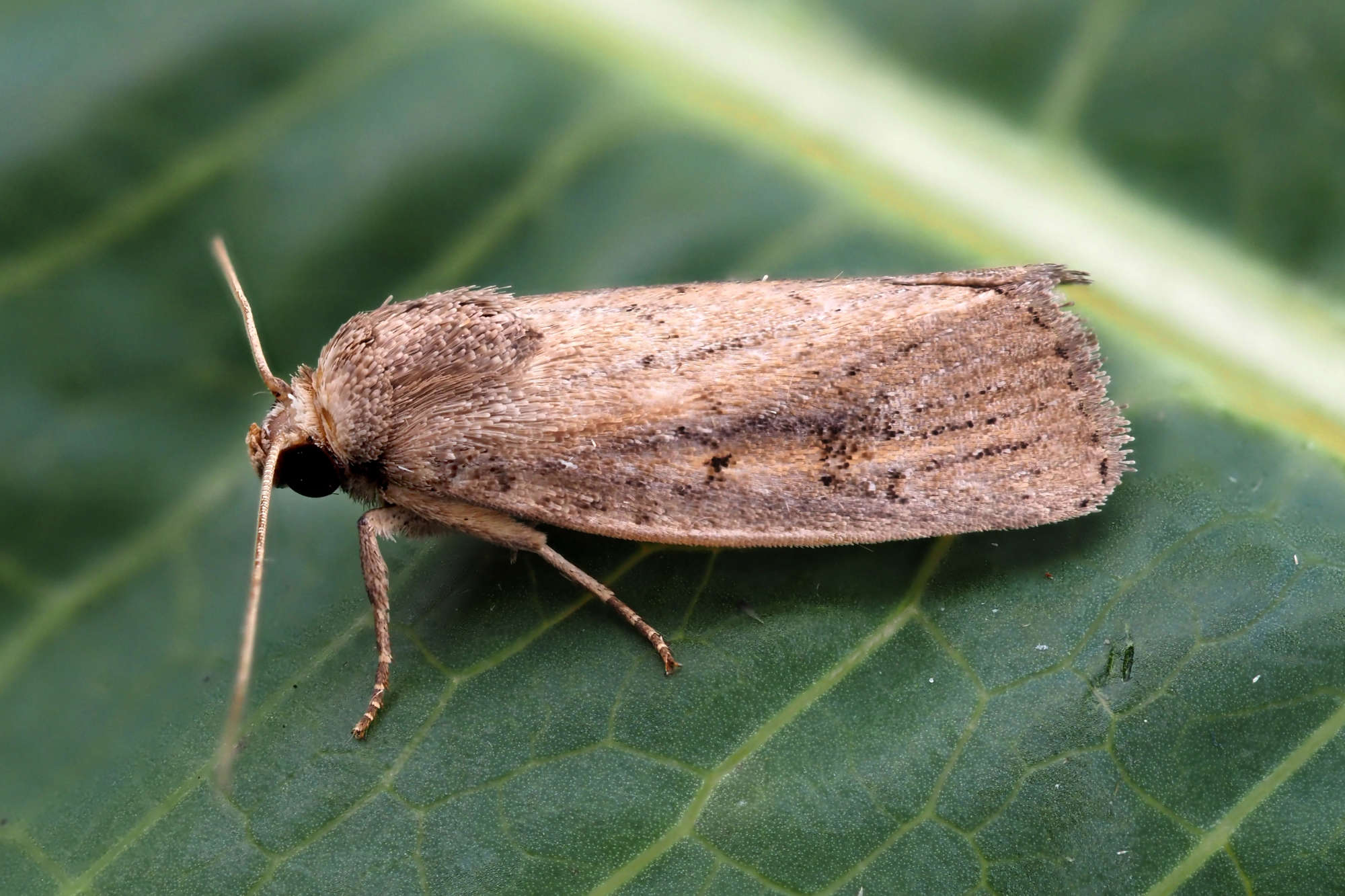 Porter's Rustic (Athetis hospes) photographed in Somerset by Steve Chapple