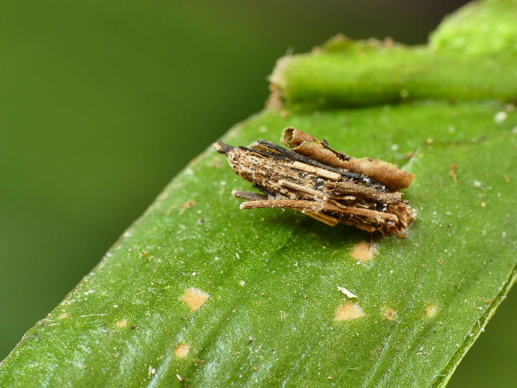 Common Bagworm (Psyche casta) photographed in Somerset by Paul Wilkins