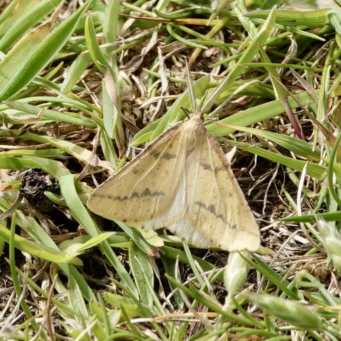 Yellow Belle (Aspitates ochrearia) photographed in Somerset by Sue Davies