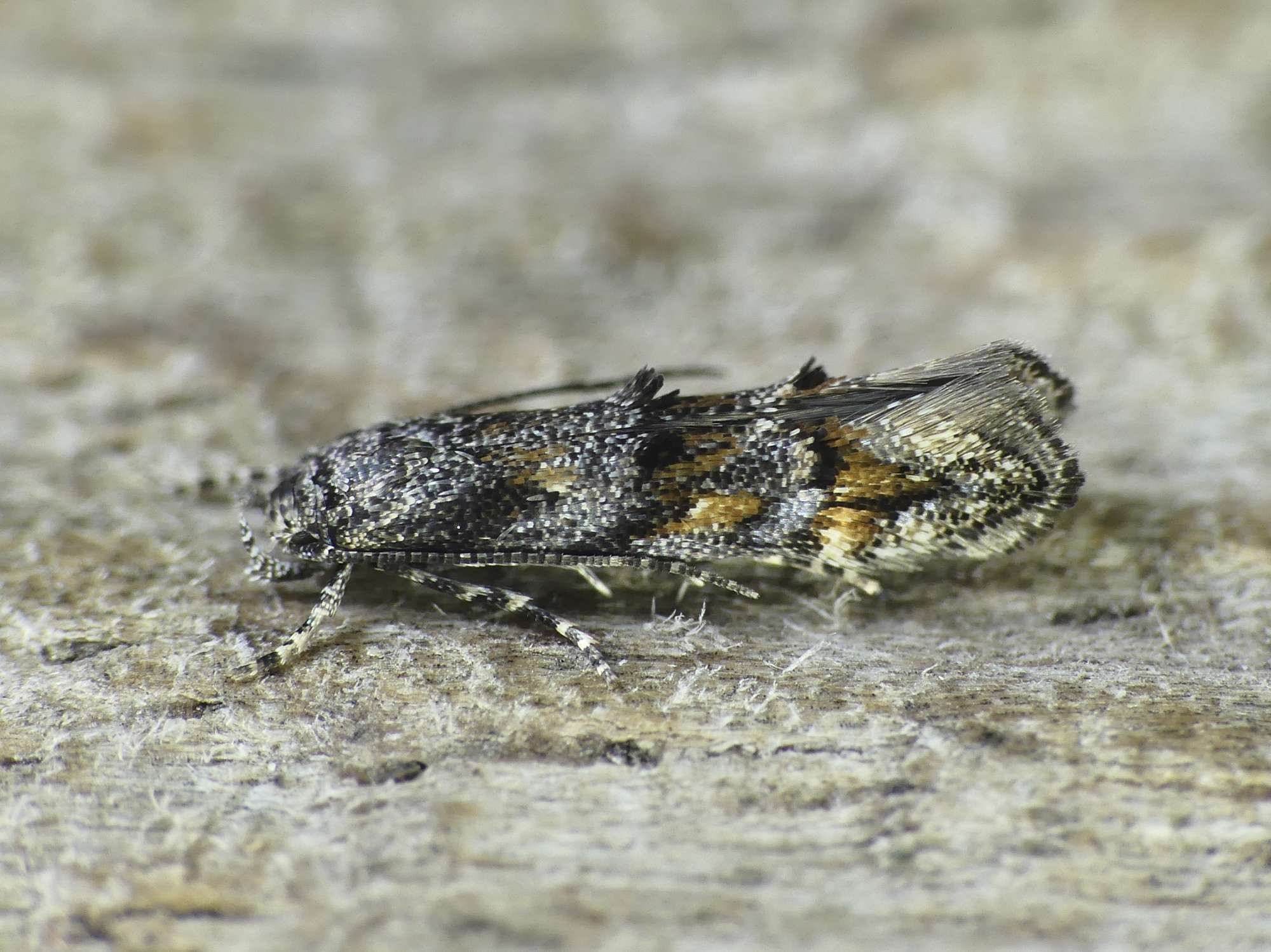 Brown Mompha (Mompha miscella) photographed in Somerset by Paul Wilkins