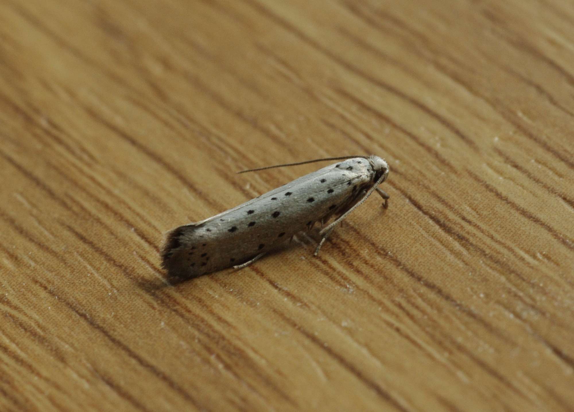 Orchard Ermine (Yponomeuta padella) photographed in Somerset by John Connolly