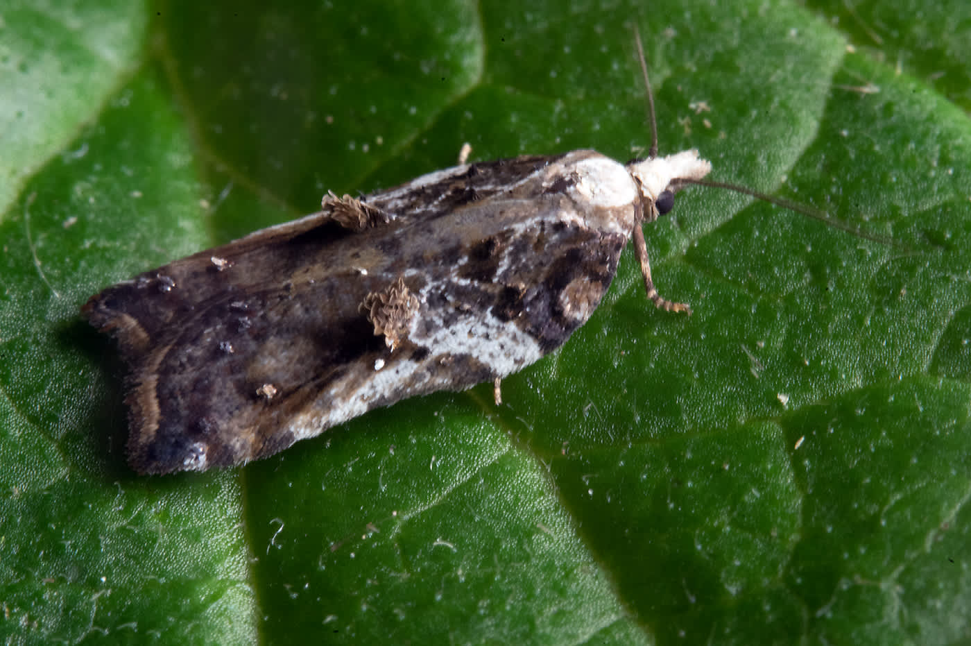 Tufted Button (Acleris cristana) photographed in Somerset by John Bebbington