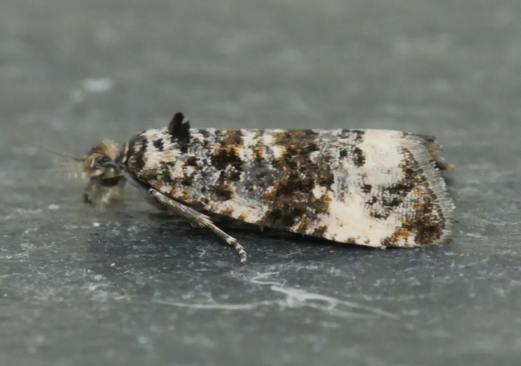 Bordered Marble (Endothenia marginana) photographed in Somerset by Jenny Vickers