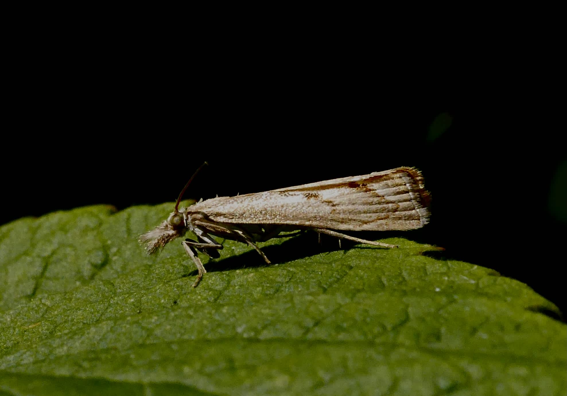 Elbow-stripe Grass-veneer (Agriphila geniculea) photographed in Somerset by John Connolly