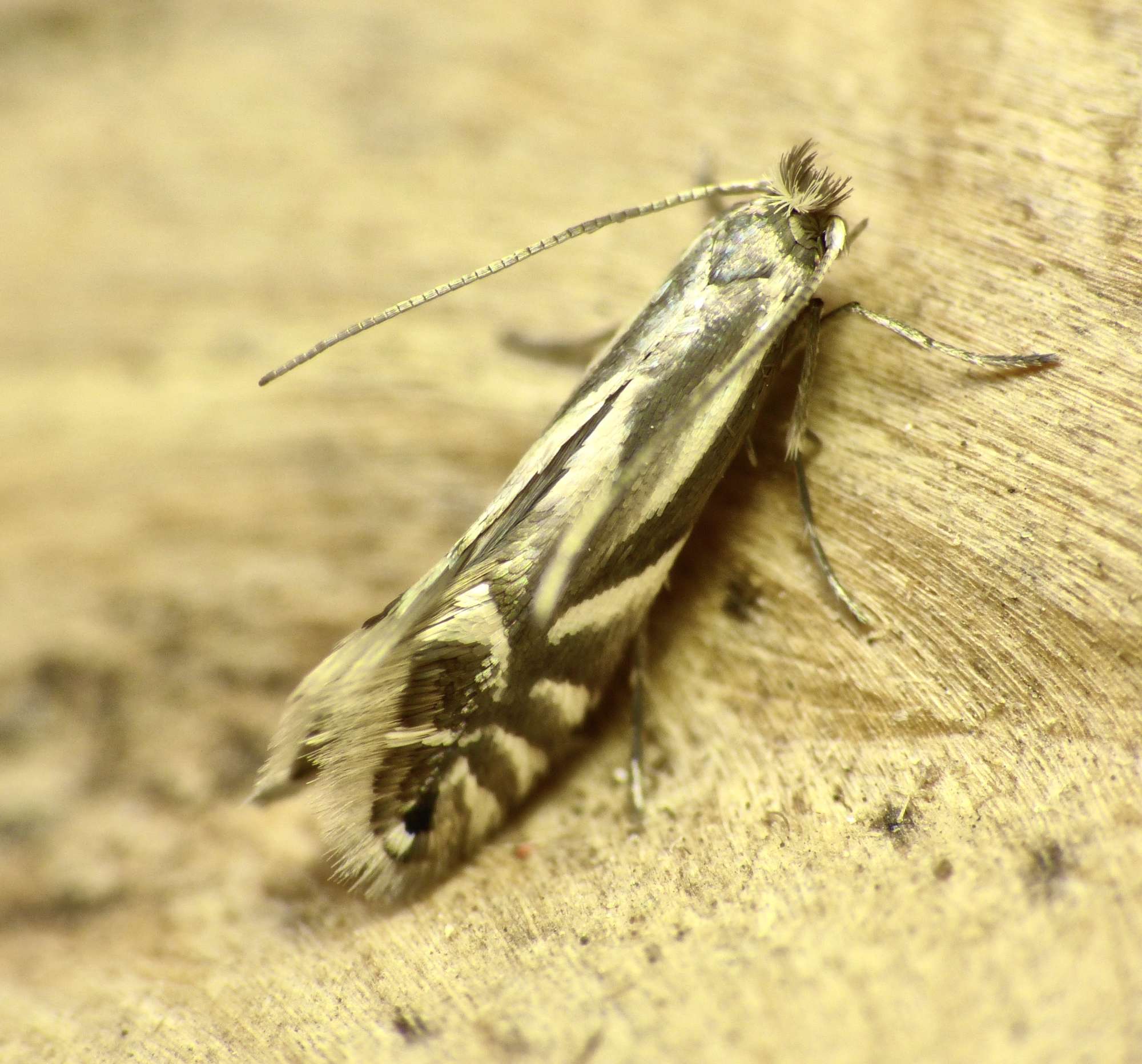 Common Alder Midget (Phyllonorycter rajella) photographed in Somerset by Paul Wilkins