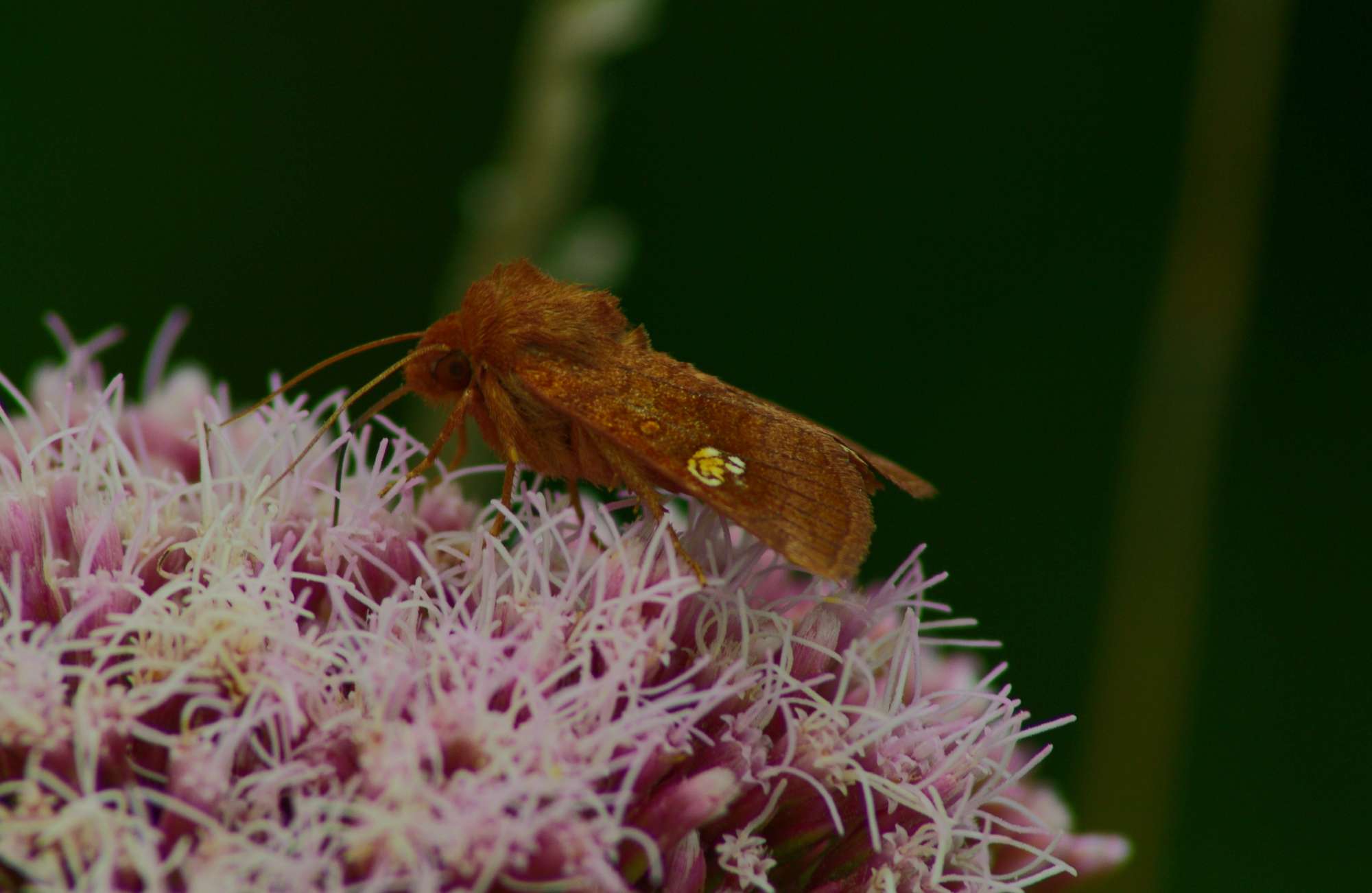 Ear Moth (Amphipoea oculea) photographed in Somerset by John Connolly