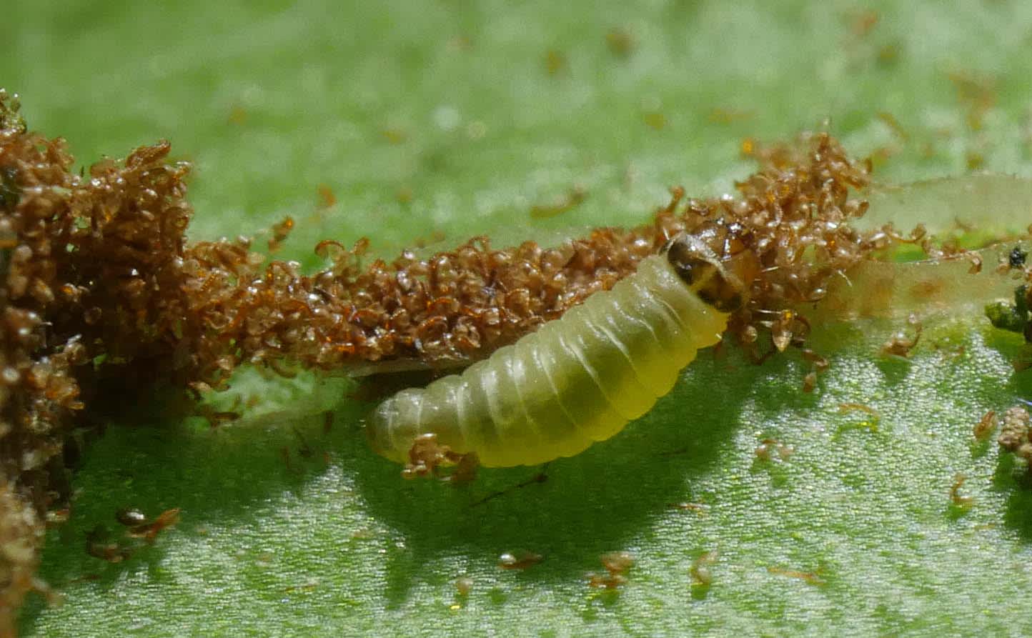 Fern Smut (Psychoides filicivora) photographed in Somerset by Jenny Vickers