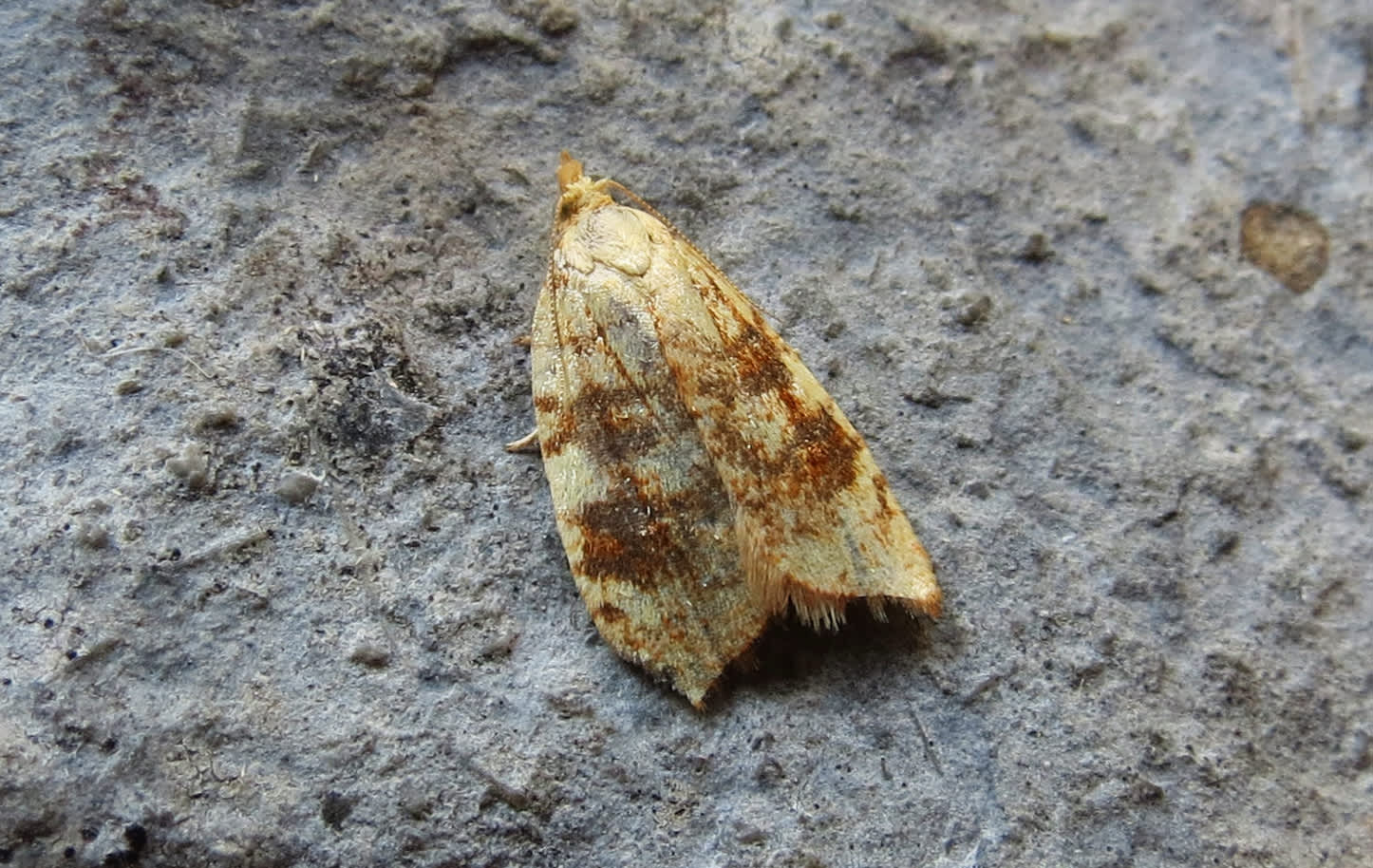 Yellow Oak Button (Aleimma loeflingiana) photographed in Somerset by Steve Chapple