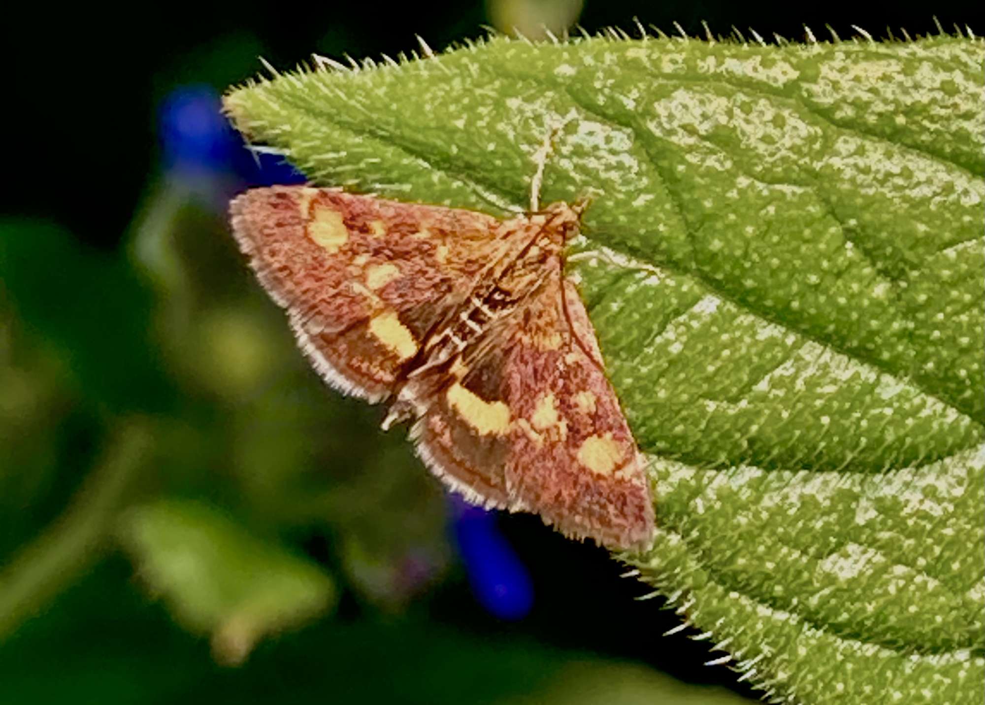 Small Purple & Gold (Pyrausta aurata) photographed in Somerset by John Connolly