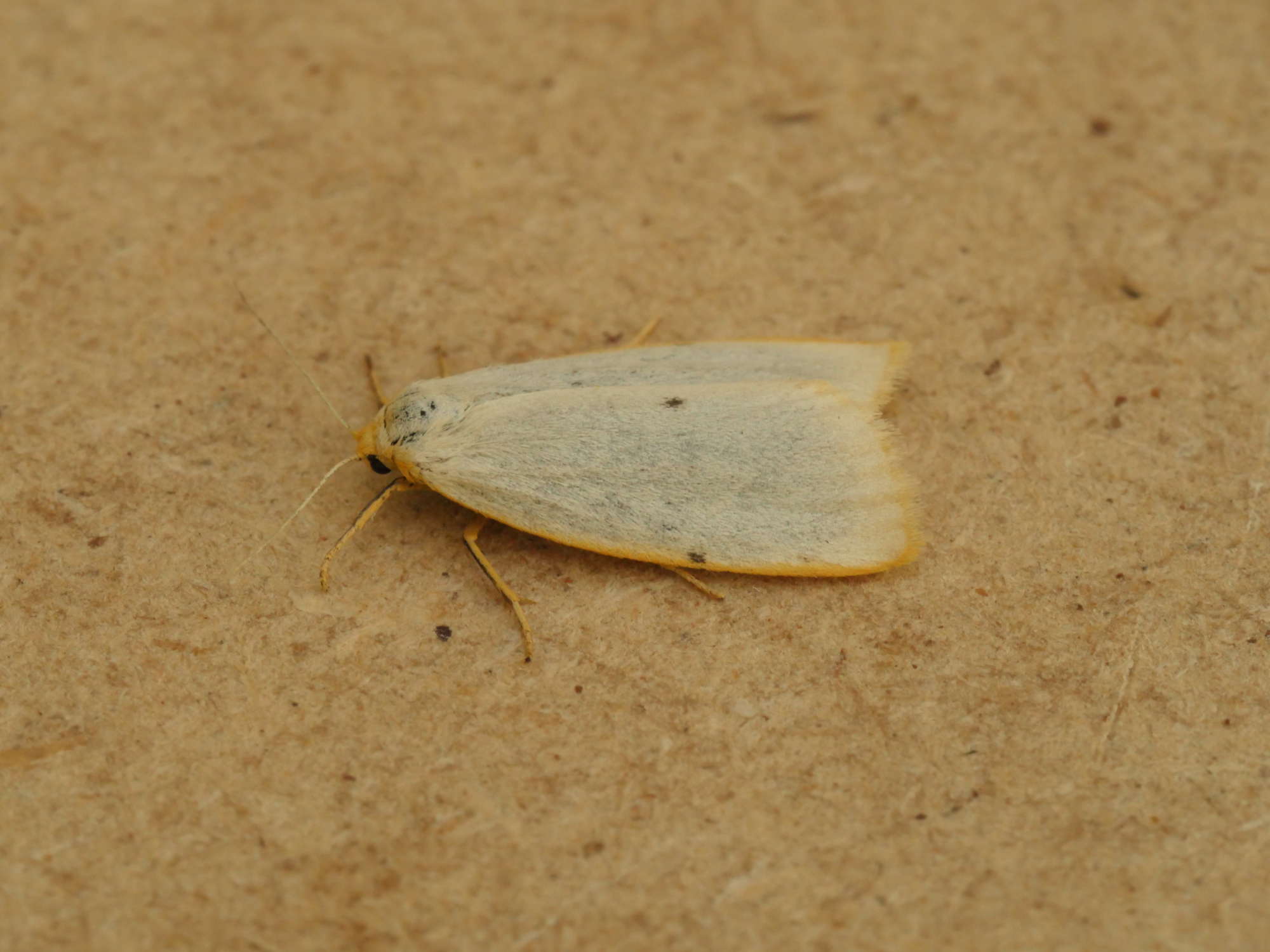 Four-dotted Footman (Cybosia mesomella) photographed in Somerset by Jenny Vickers