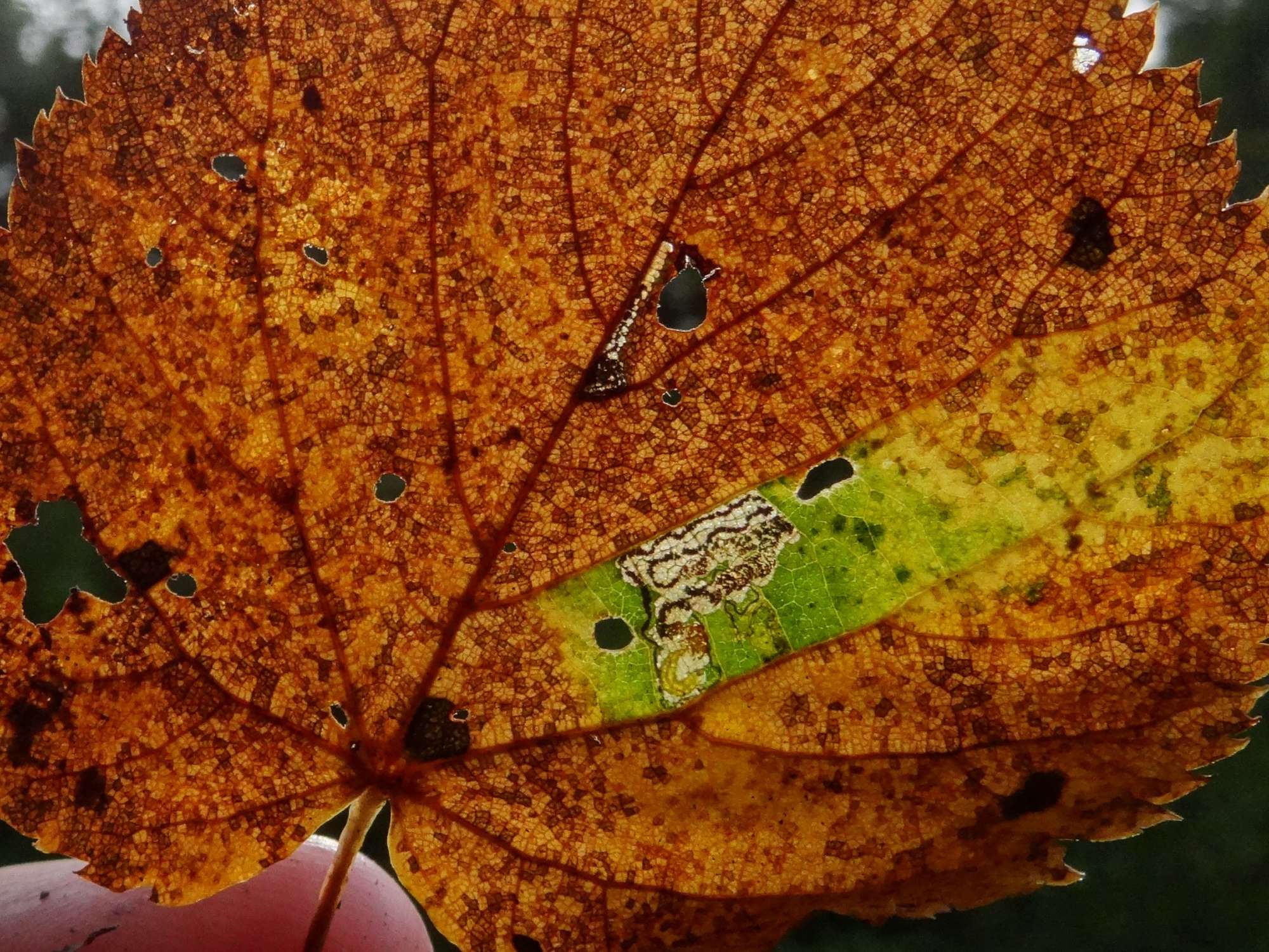 Lime Pigmy (Stigmella tiliae) photographed in Somerset by Christopher Iles