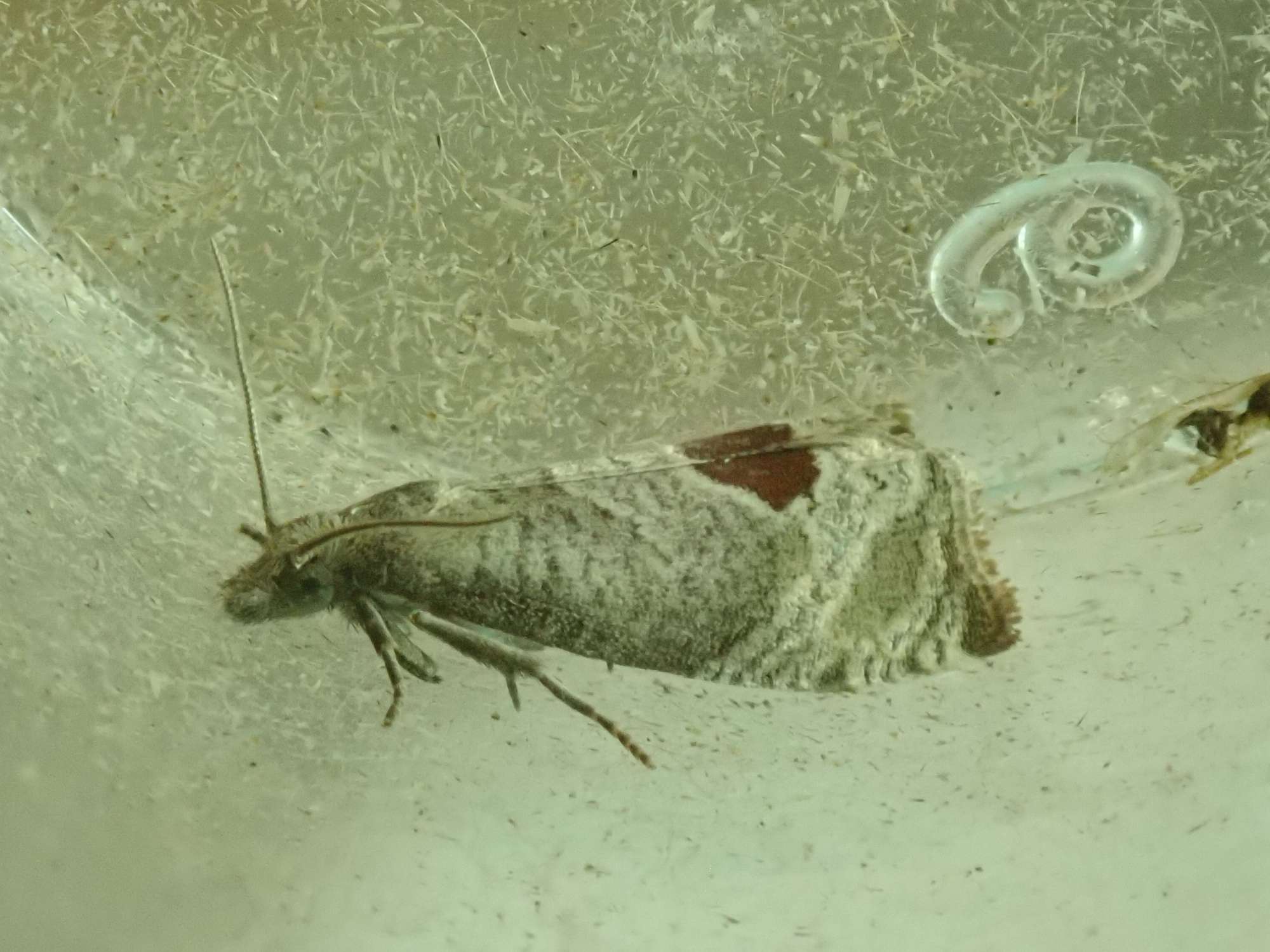 Bramble Shoot Moth (Notocelia uddmanniana) photographed in Somerset by Christopher Iles