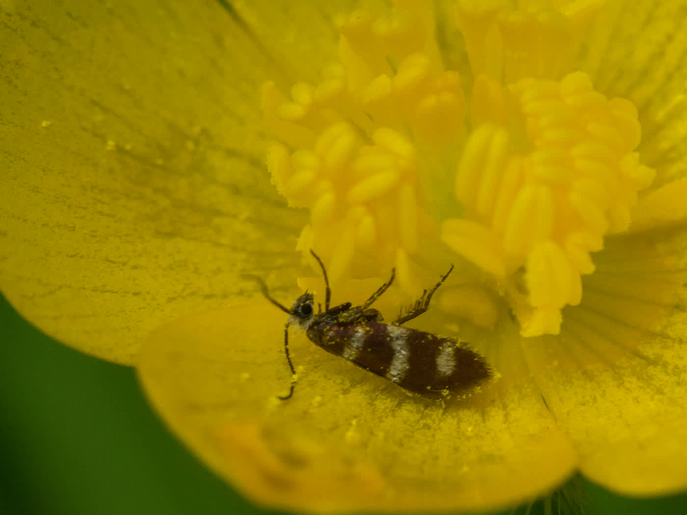 Yellow-barred Gold (Micropterix aureatella) photographed in Somerset by John Bebbington