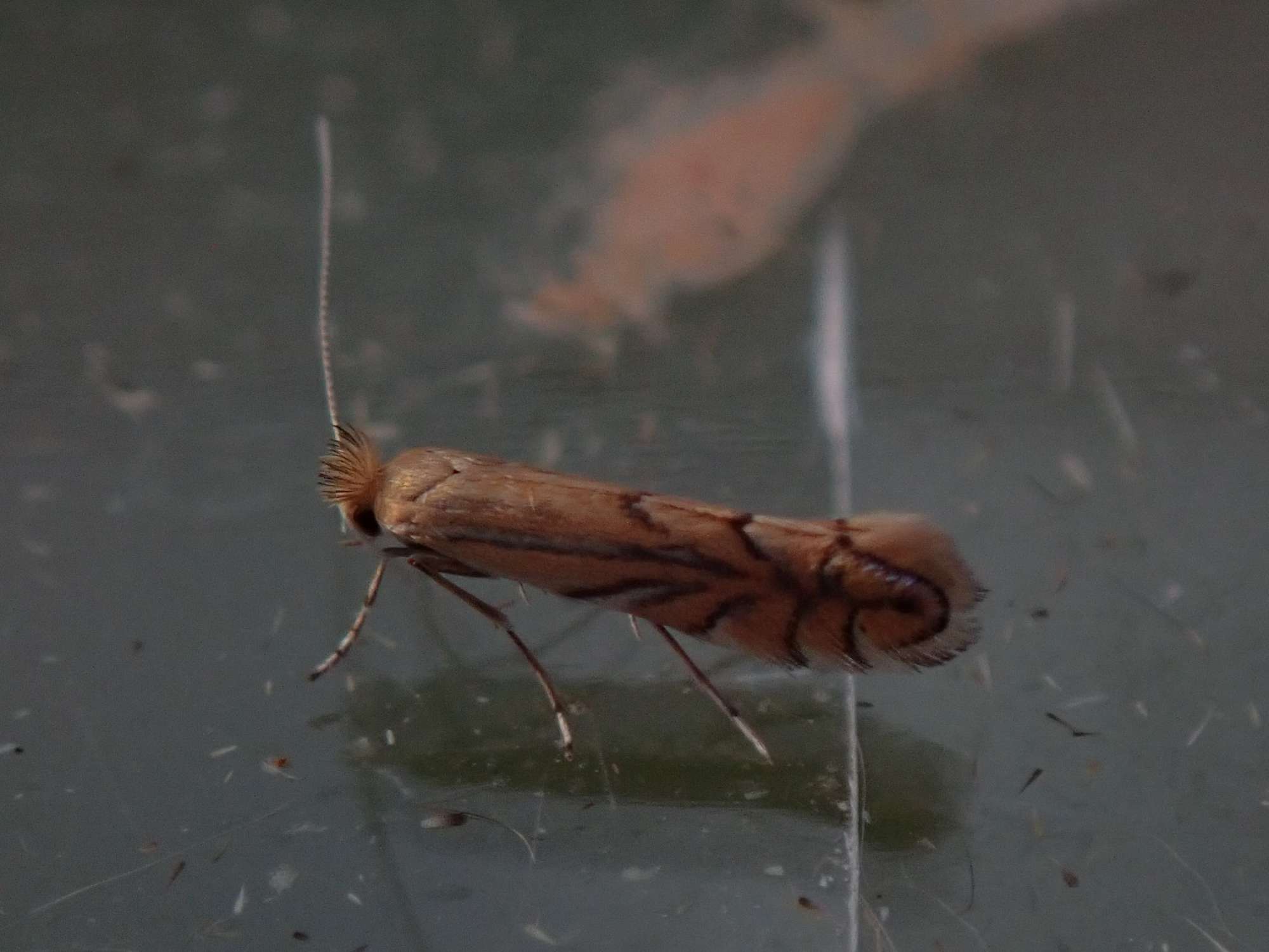 Common Oak Midget (Phyllonorycter quercifoliella) photographed in Somerset by Christopher Iles