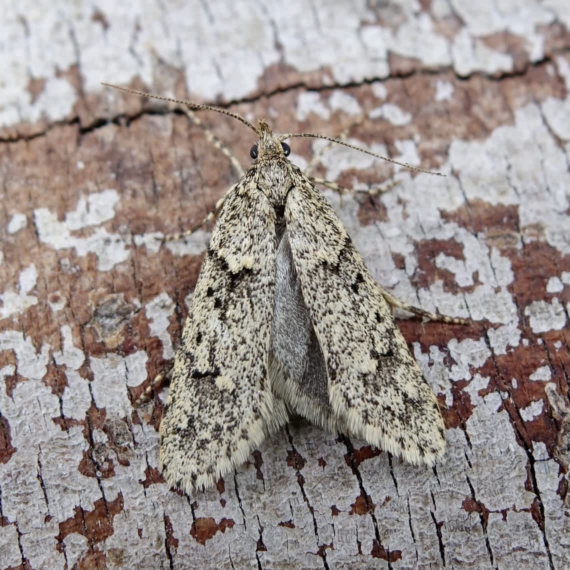 March Tubic (Diurnea fagella) photographed in Somerset by Sue Davies