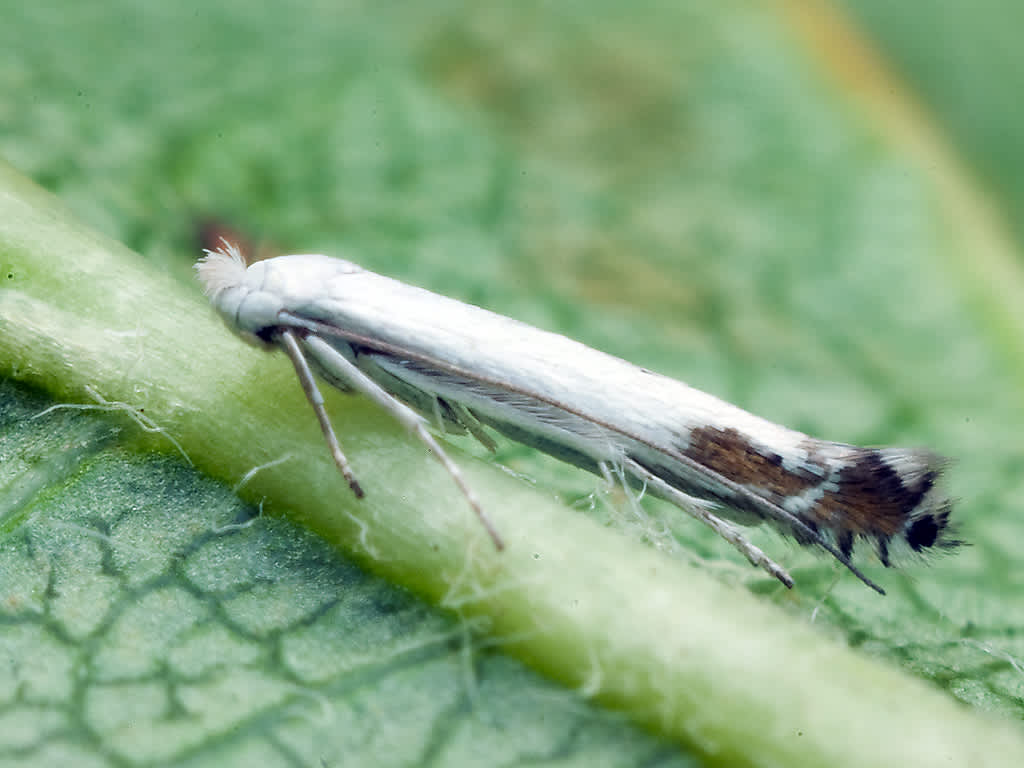 Apple Leaf-miner (Lyonetia clerkella) photographed in Somerset by John Bebbington