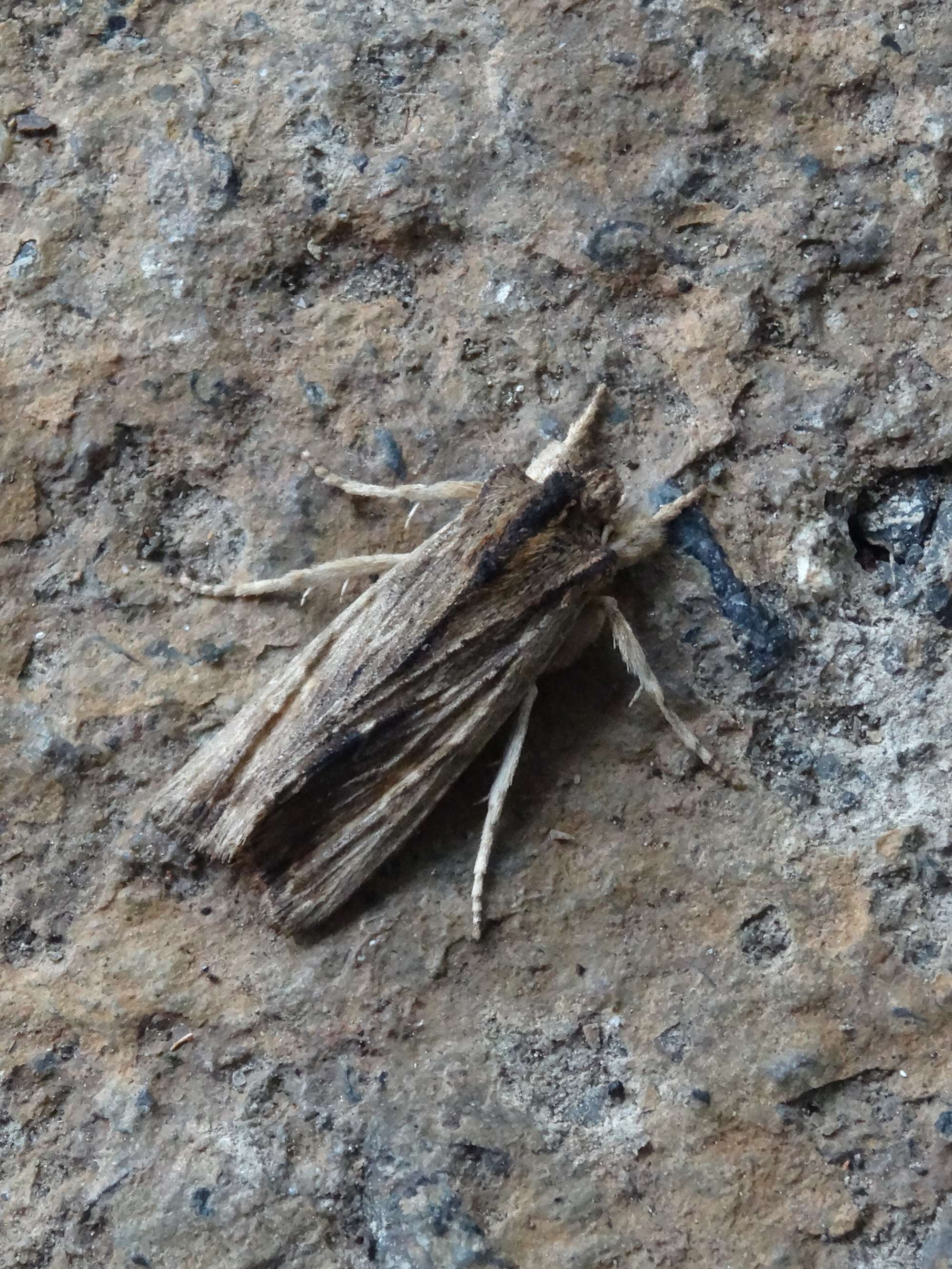 Tawny Pinion (Lithophane semibrunnea) photographed in Somerset by Christopher Iles