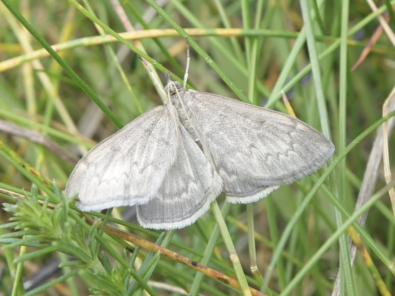 Cinerous Pearl (Anania fuscalis) photographed in Somerset by Sue Davies