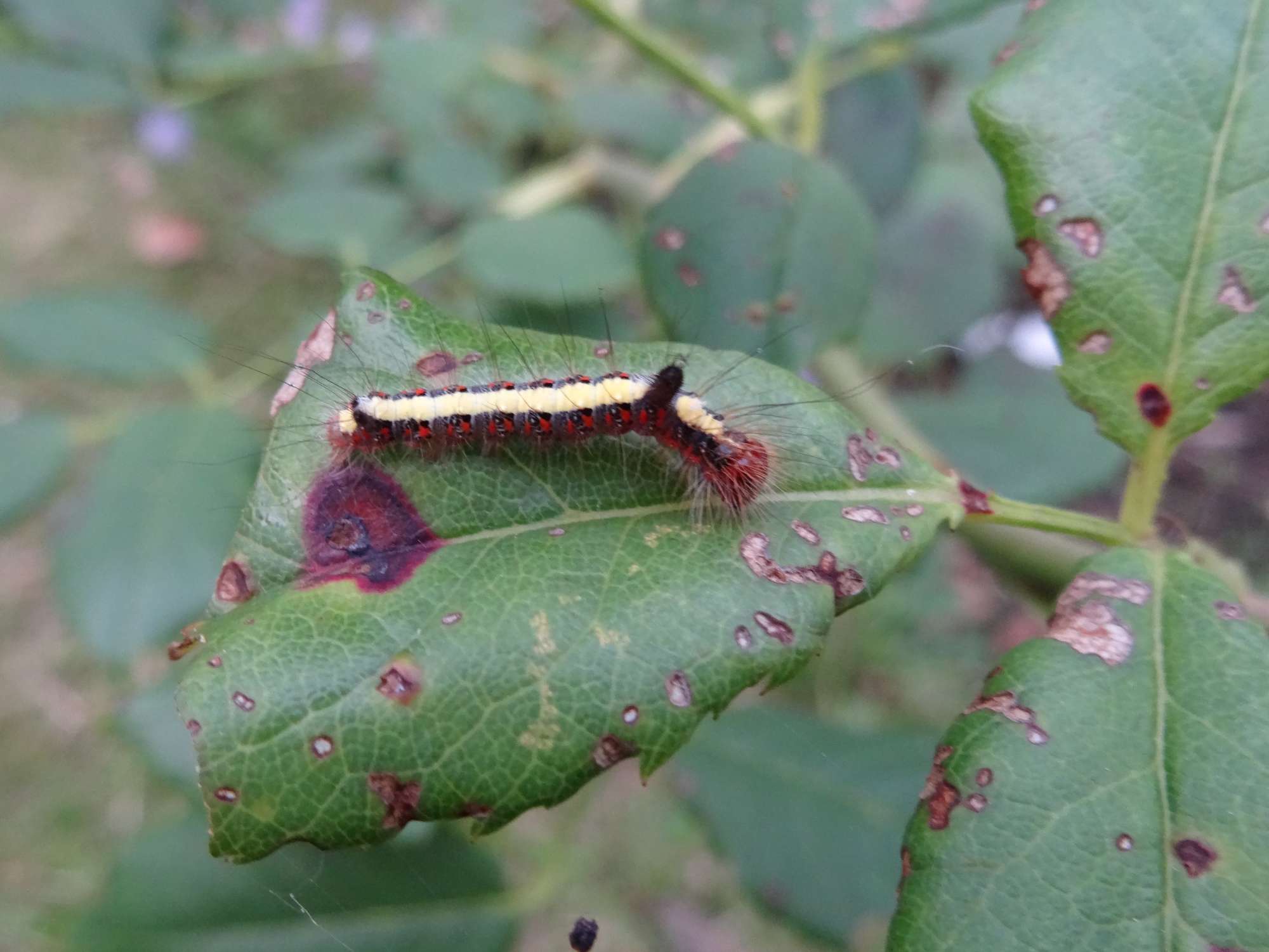 Grey Dagger (Acronicta psi) photographed in Somerset by Christopher Iles