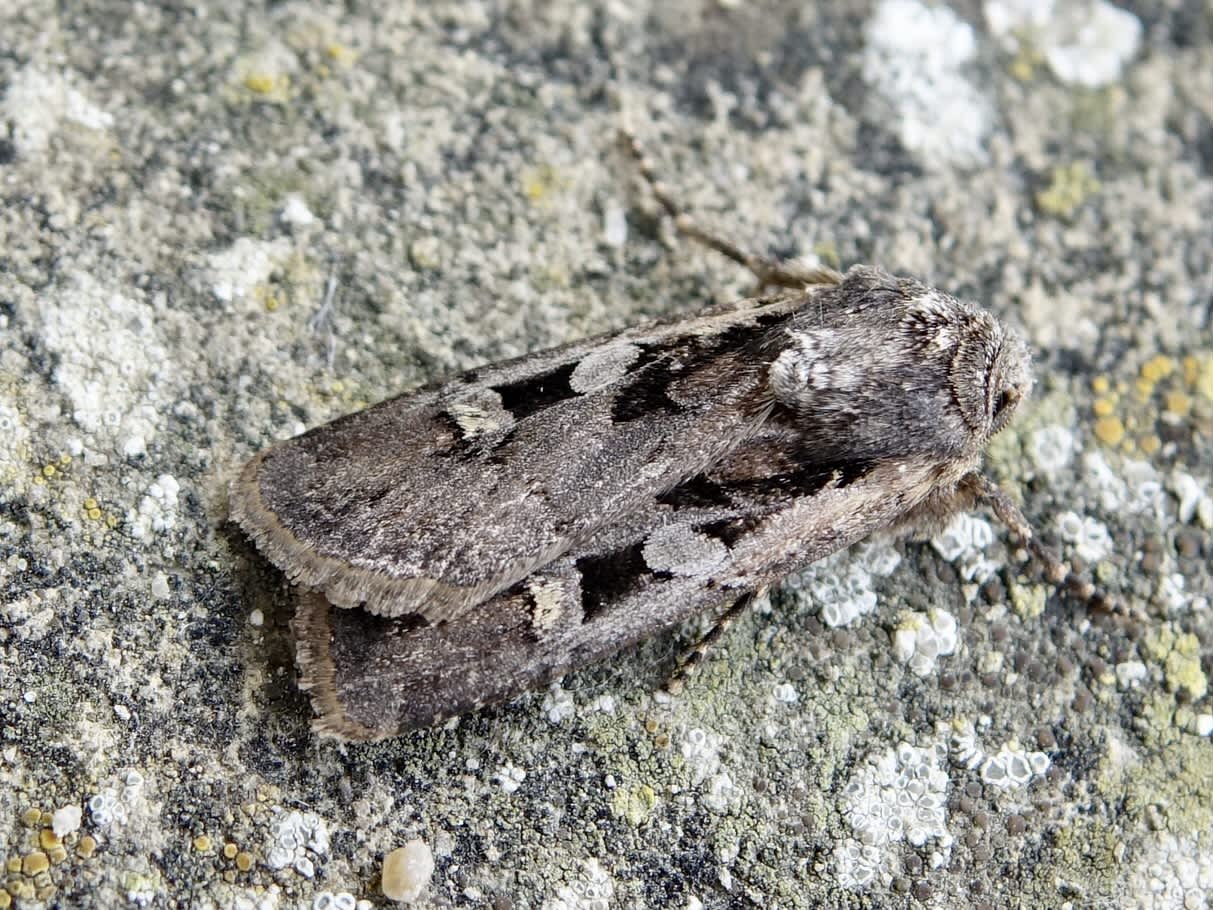 Square-spot Dart (Euxoa obelisca) photographed in Somerset by Sue Davies