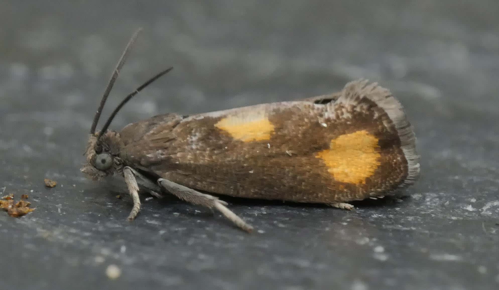 Orange-spot Piercer (Pammene aurana) photographed in Somerset by Jenny Vickers