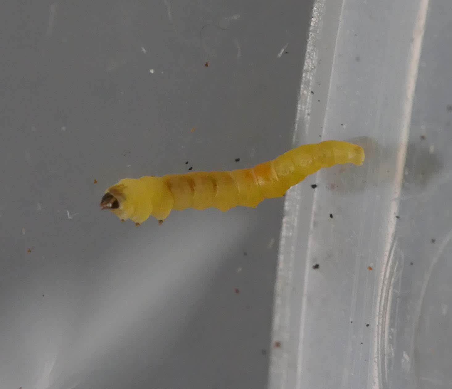 Gorse Midget (Phyllonorycter ulicicolella) photographed in Somerset by Jenny Vickers