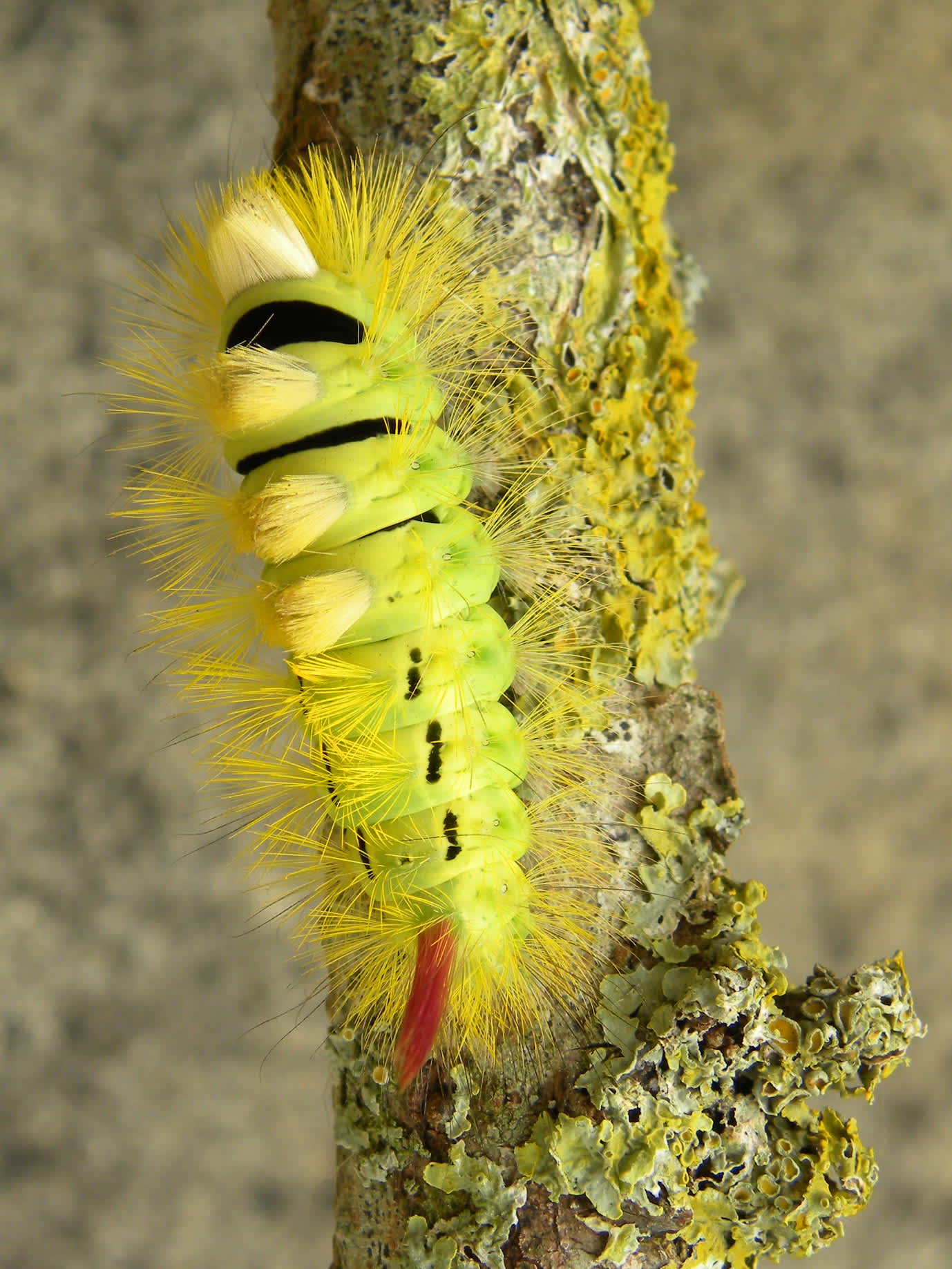 Pale Tussock (Calliteara pudibunda) photographed in Somerset by Sue Davies