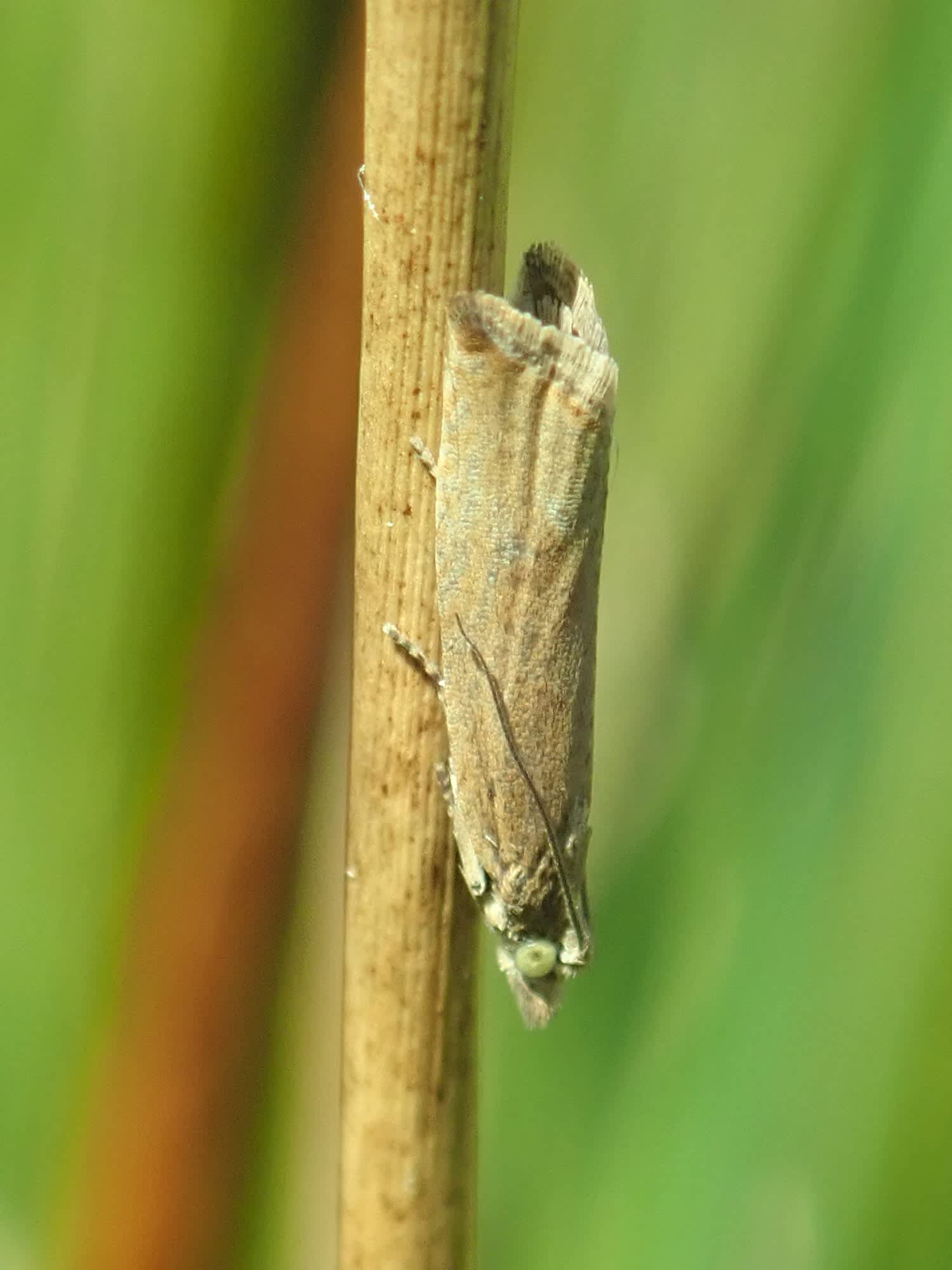 Plain Fanner (Glyphipterix fuscoviridella) photographed in Somerset by Christopher Iles