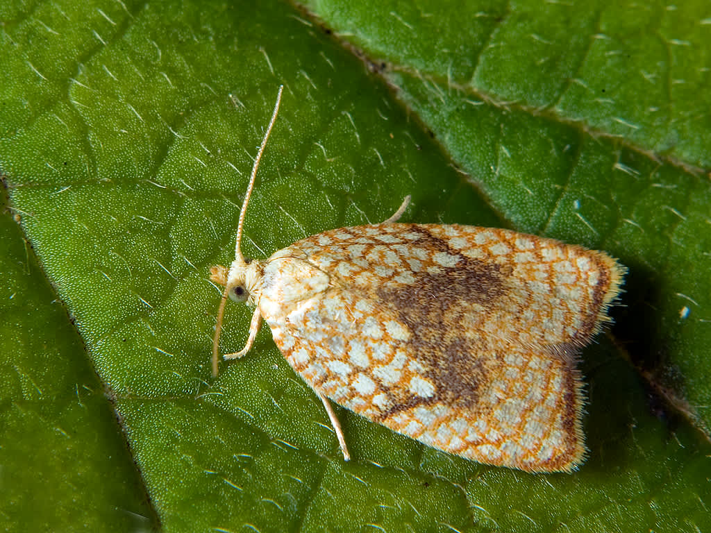 Maple Button (Acleris forsskaleana) photographed in Somerset by John Bebbington