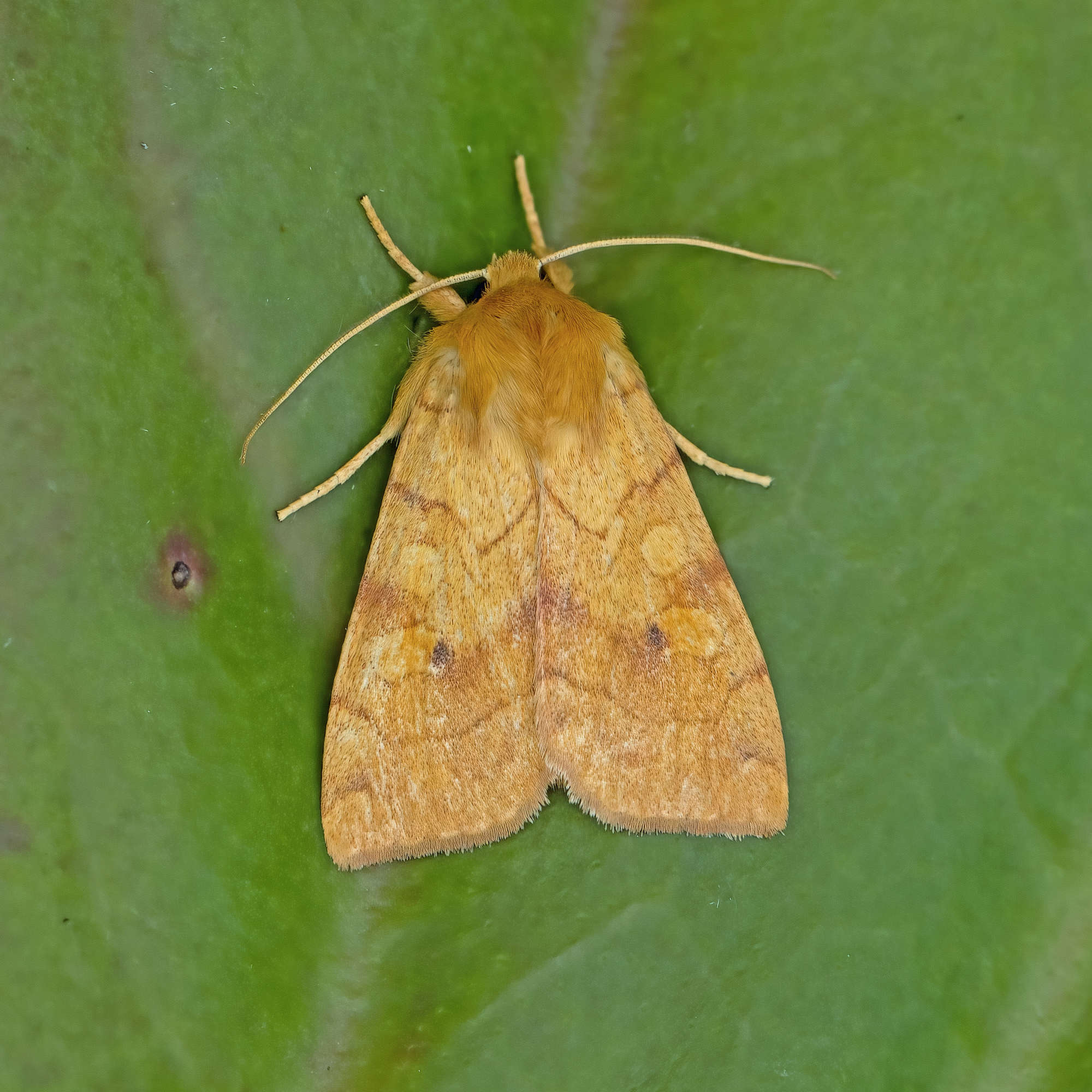 Angle-striped Sallow (Enargia paleacea) photographed in Somerset by Nigel Voaden