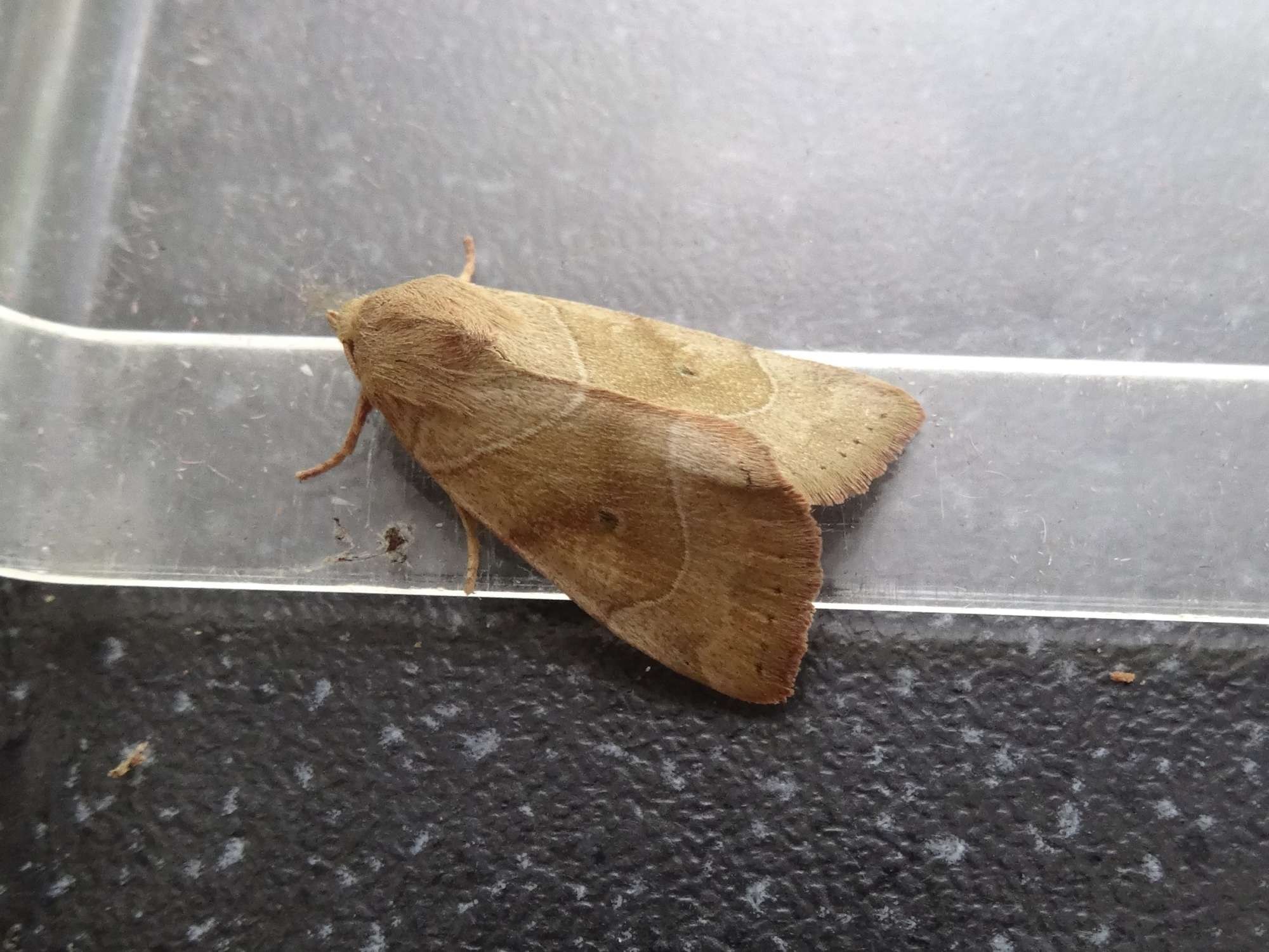 Dun-bar (Cosmia trapezina) photographed in Somerset by Christopher Iles