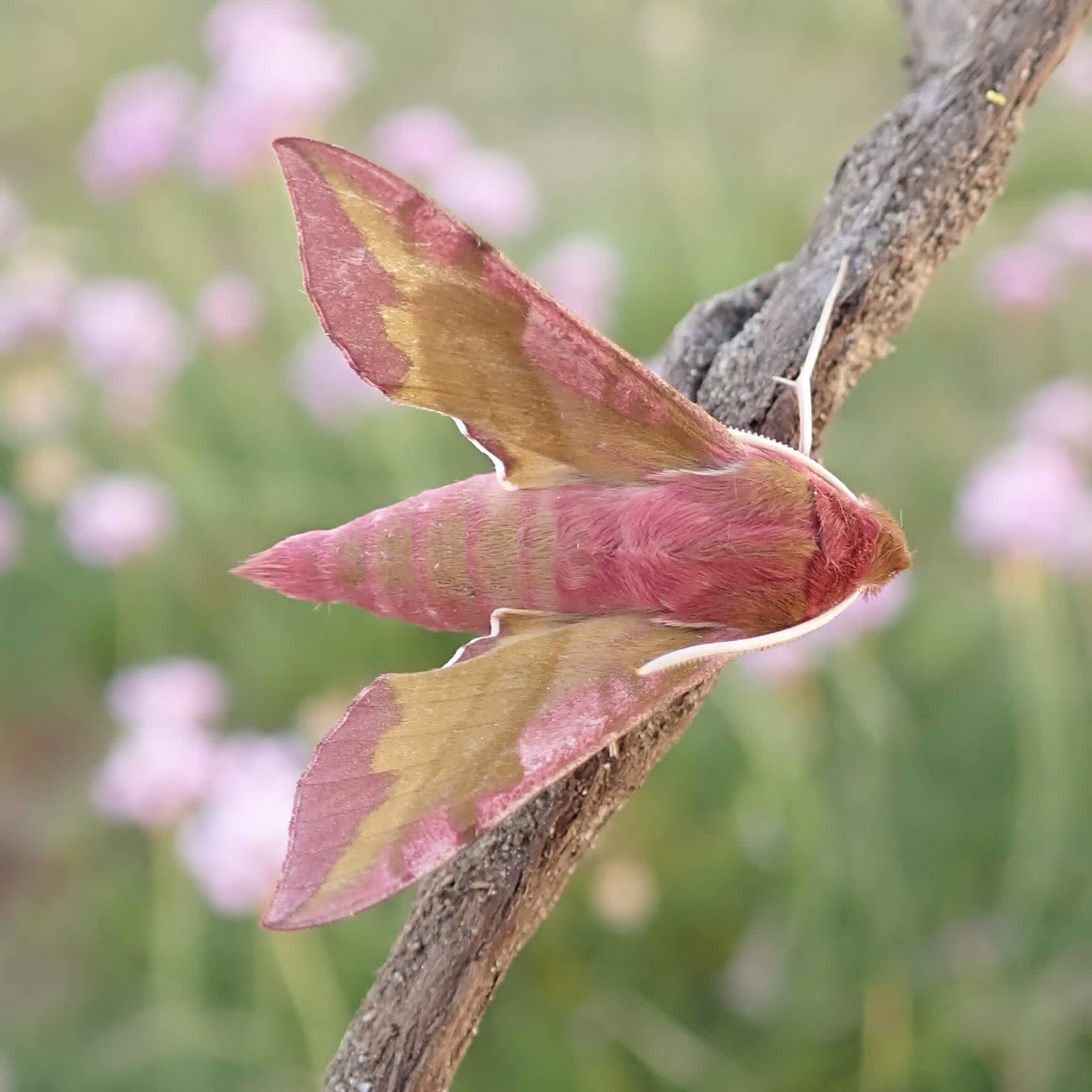 Small Elephant Hawk-moth (Deilephila porcellus) photographed in Somerset by Sue Davies