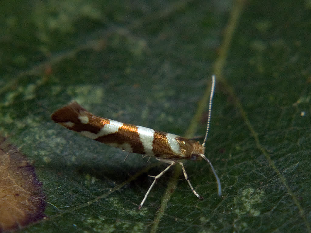 Golden Argent (Argyresthia goedartella) photographed in Somerset by John Bebbington