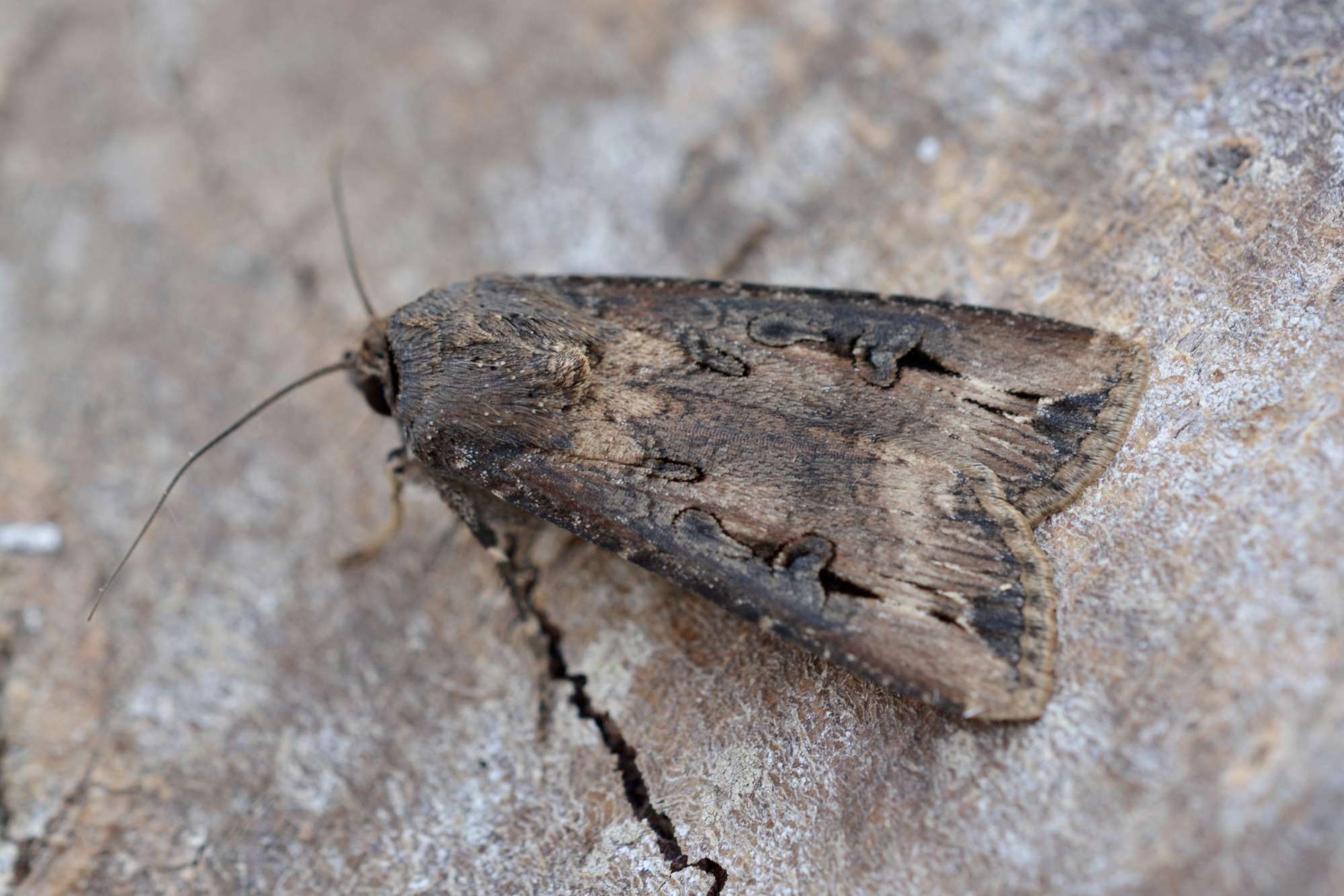 Dark Sword-grass (Agrotis ipsilon) photographed in Somerset by Sue Davies