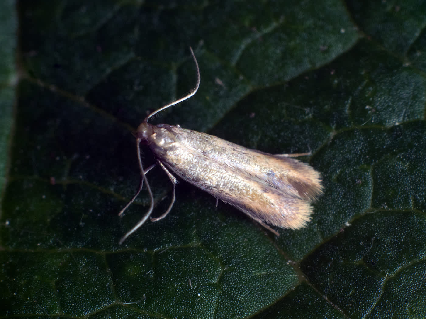 Bordered Carl (Coptotriche marginea) photographed in Somerset by John Bebbington