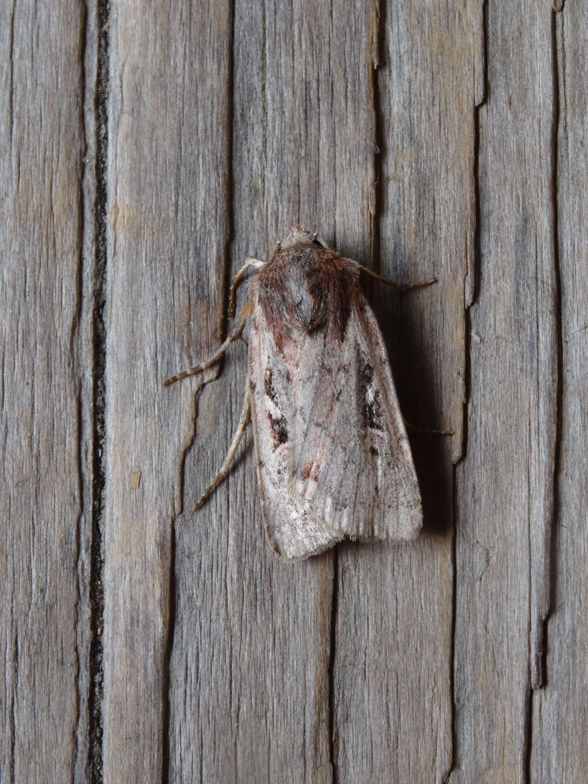 Heath Rustic (Xestia agathina) photographed in Somerset by Christopher Iles