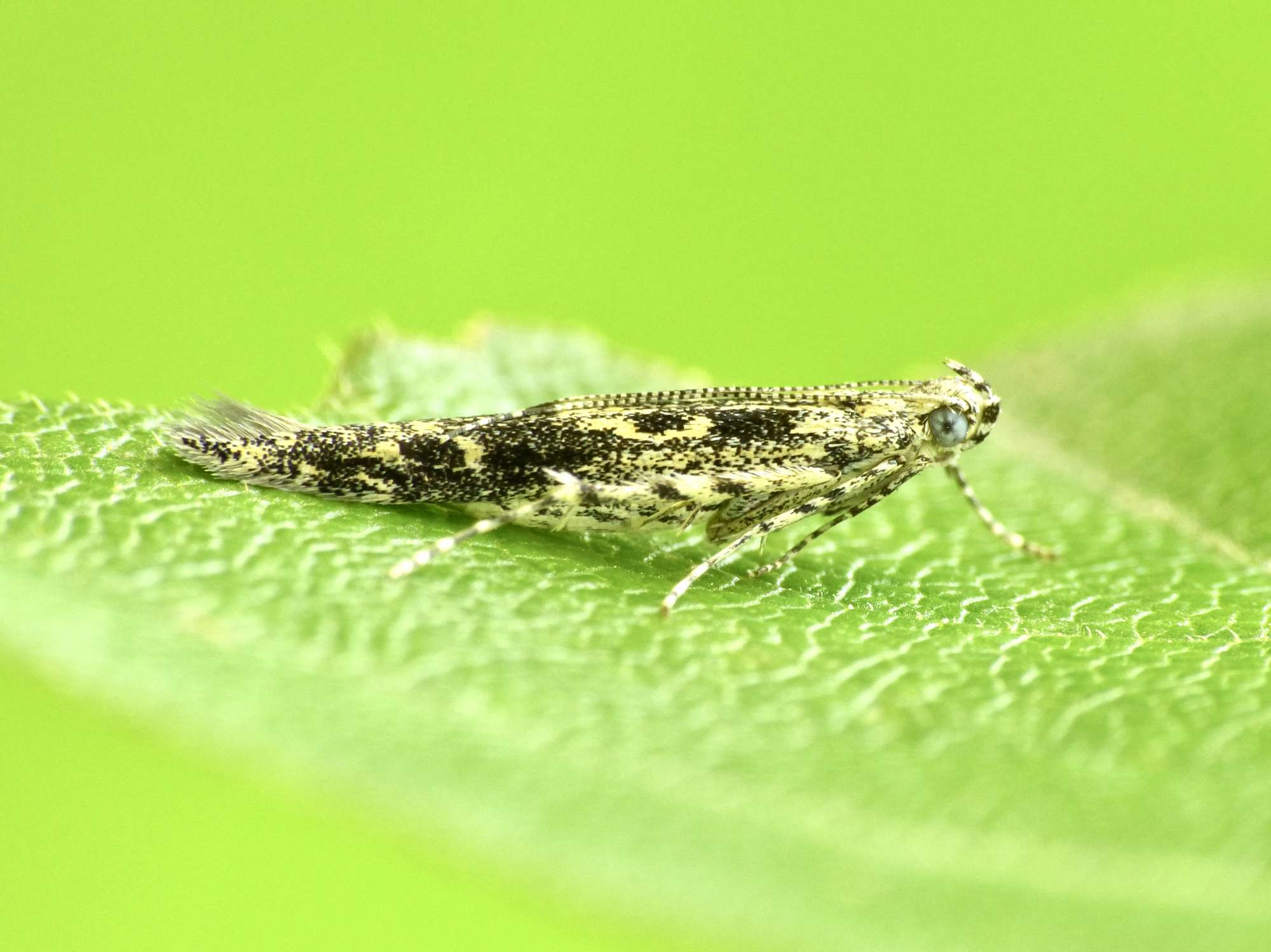 Poplar Cosmet (Batrachedra praeangusta) photographed in Somerset by Paul Wilkins